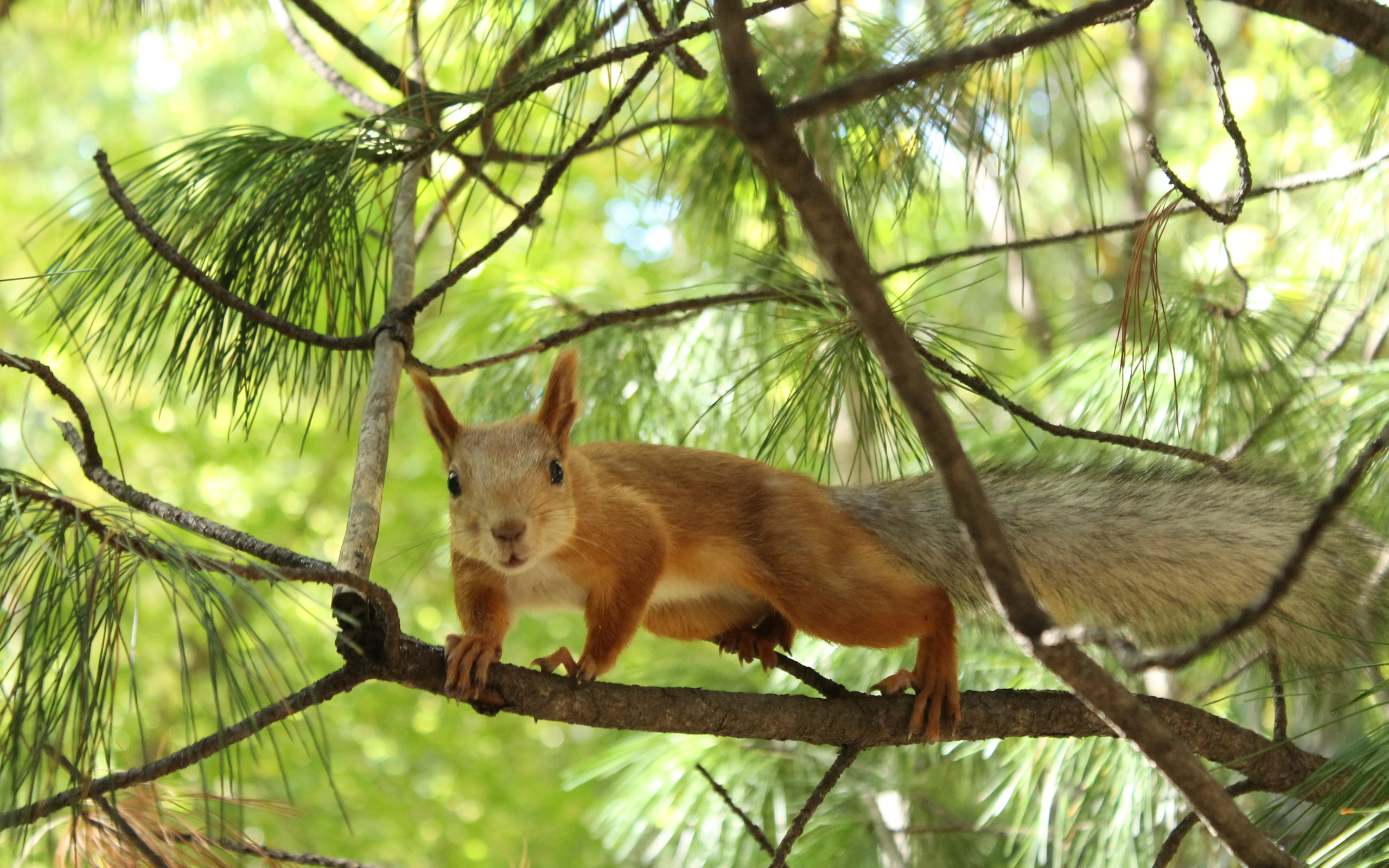 Cool Wallpapers animal, squirrel