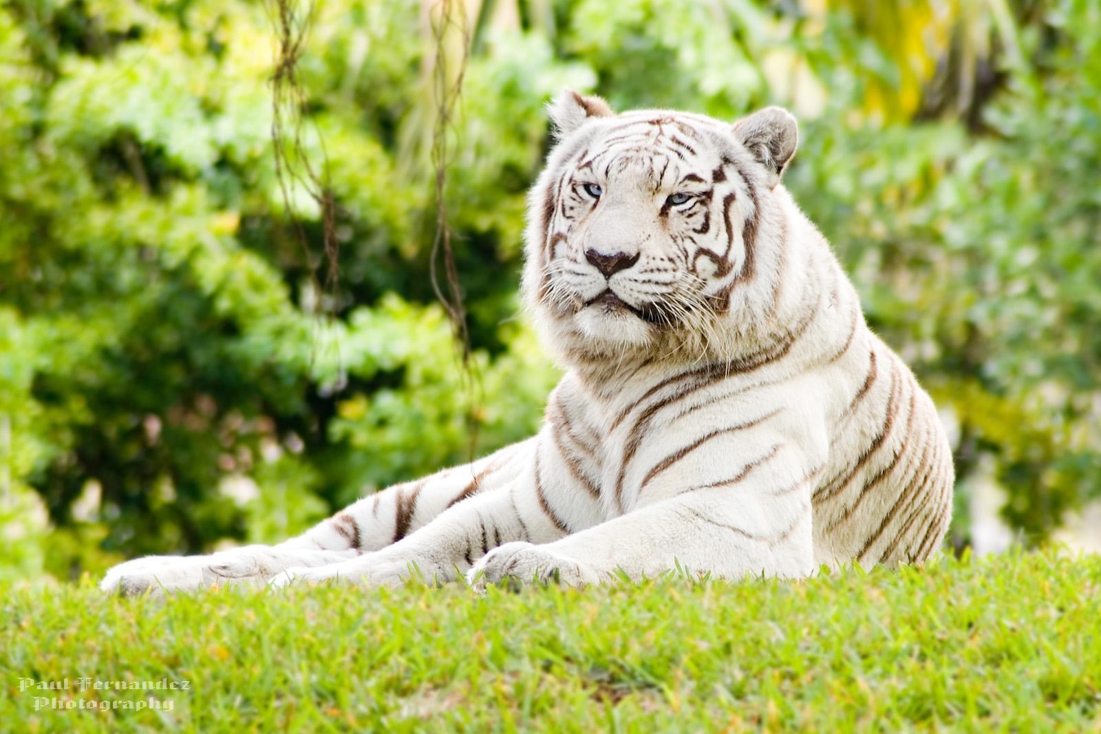 Free download wallpaper Animals, Nature, Tigers on your PC desktop