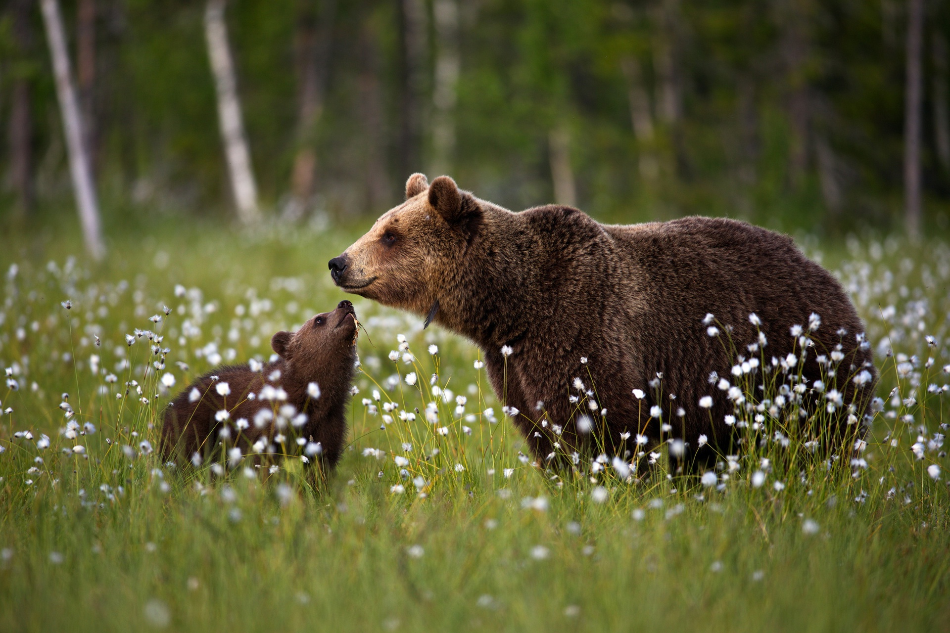 Handy-Wallpaper Tiere, Bären, Bär, Tierbaby, Jungtier kostenlos herunterladen.