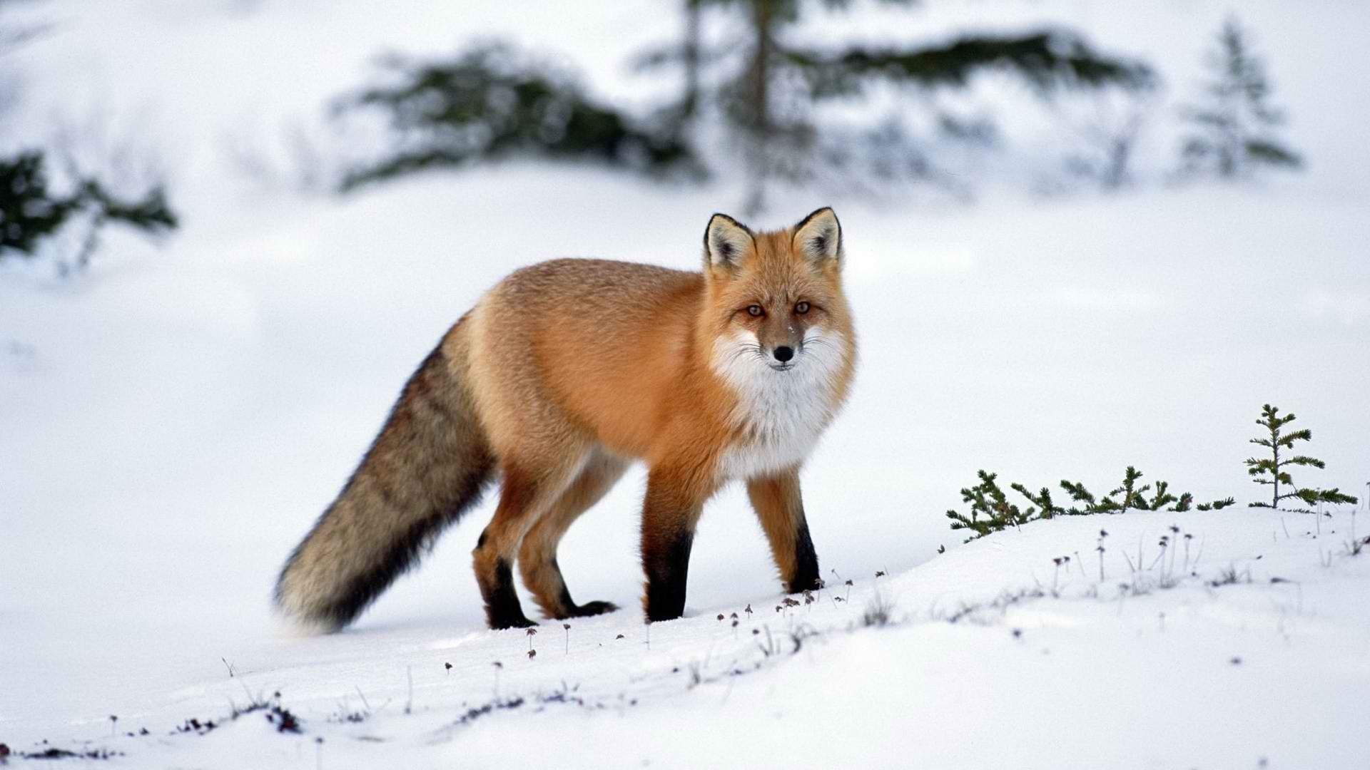 red fox, animal, fox, snow, winter