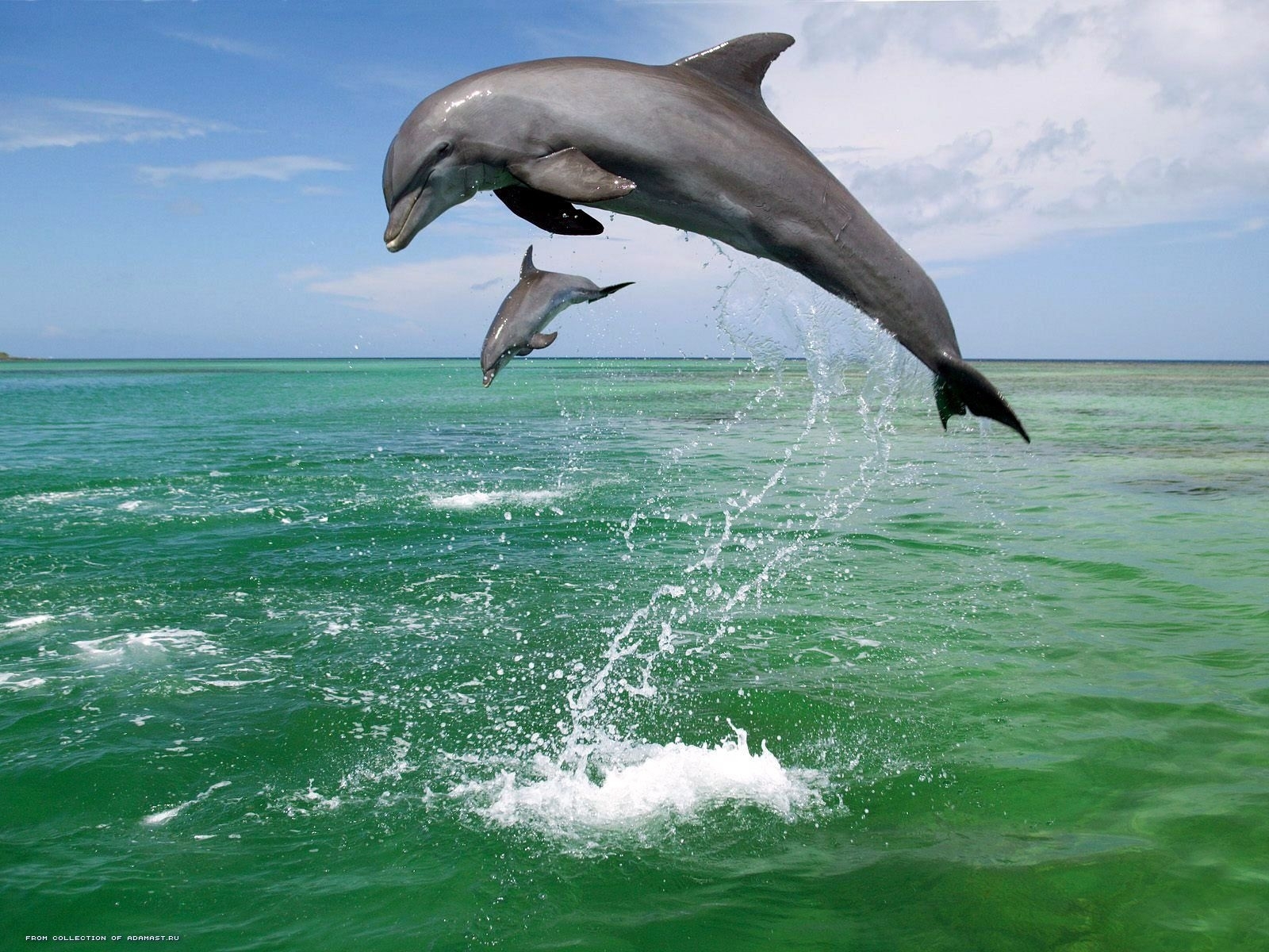 4814 descargar fondo de pantalla delfines, animales, agua, mar: protectores de pantalla e imágenes gratis