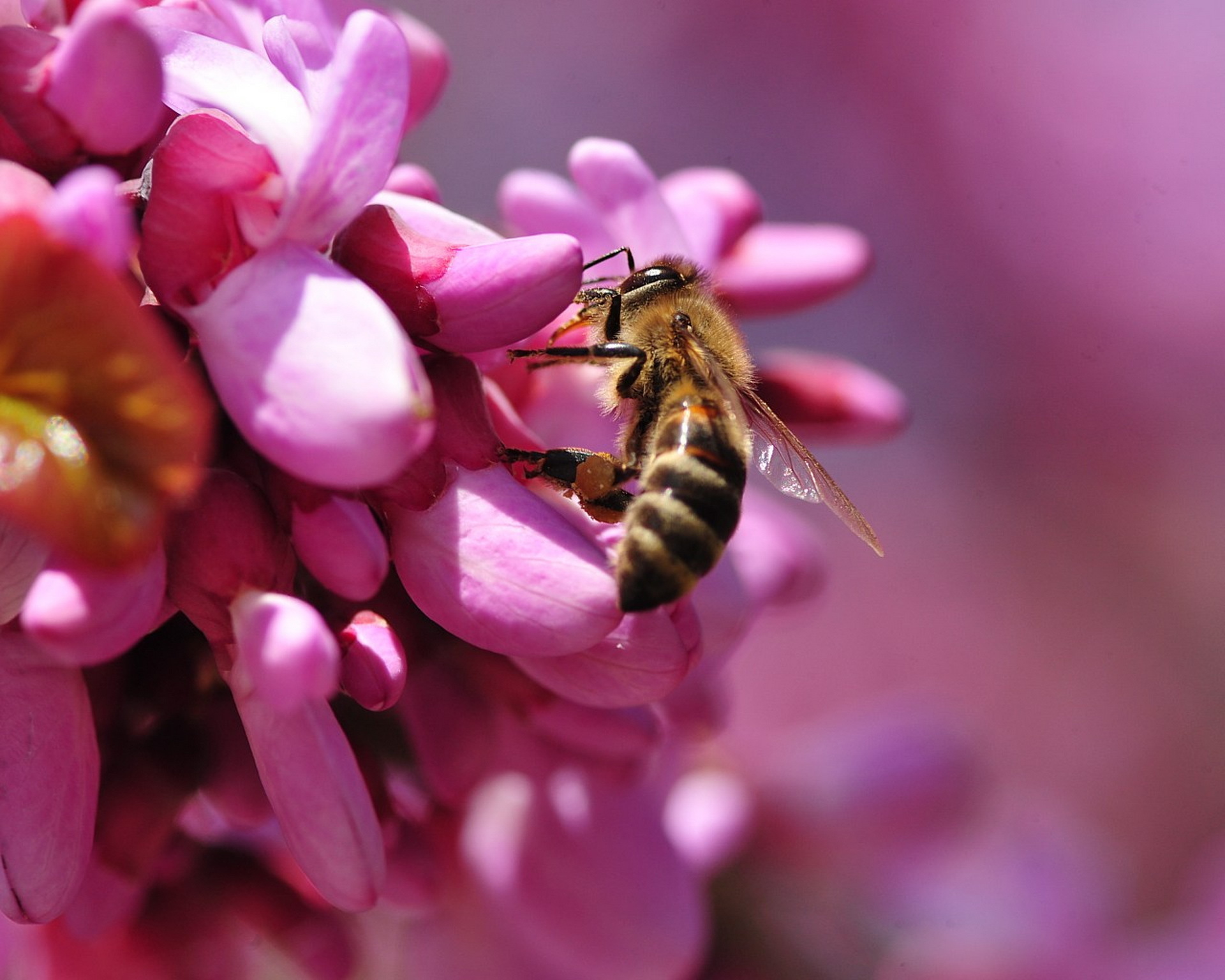 animal, bee, insects desktop HD wallpaper