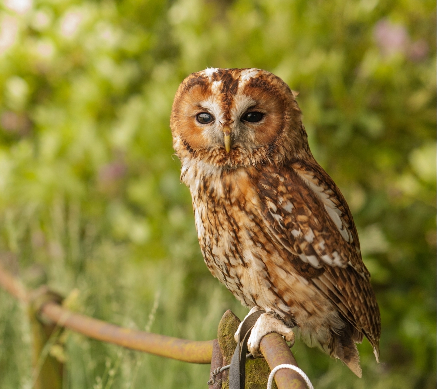 Free download wallpaper Birds, Owl, Animal on your PC desktop