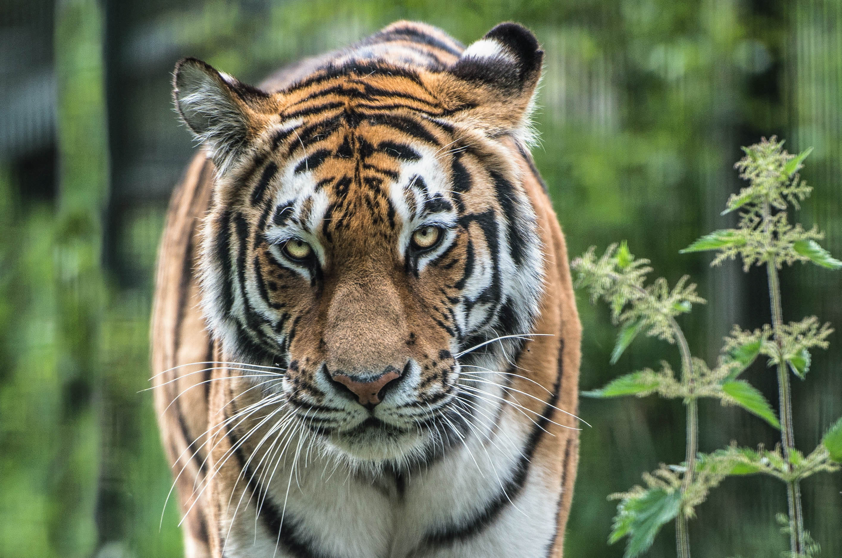 356169 baixar papel de parede animais, tigre, tigre de amur, fechar se, gatos - protetores de tela e imagens gratuitamente