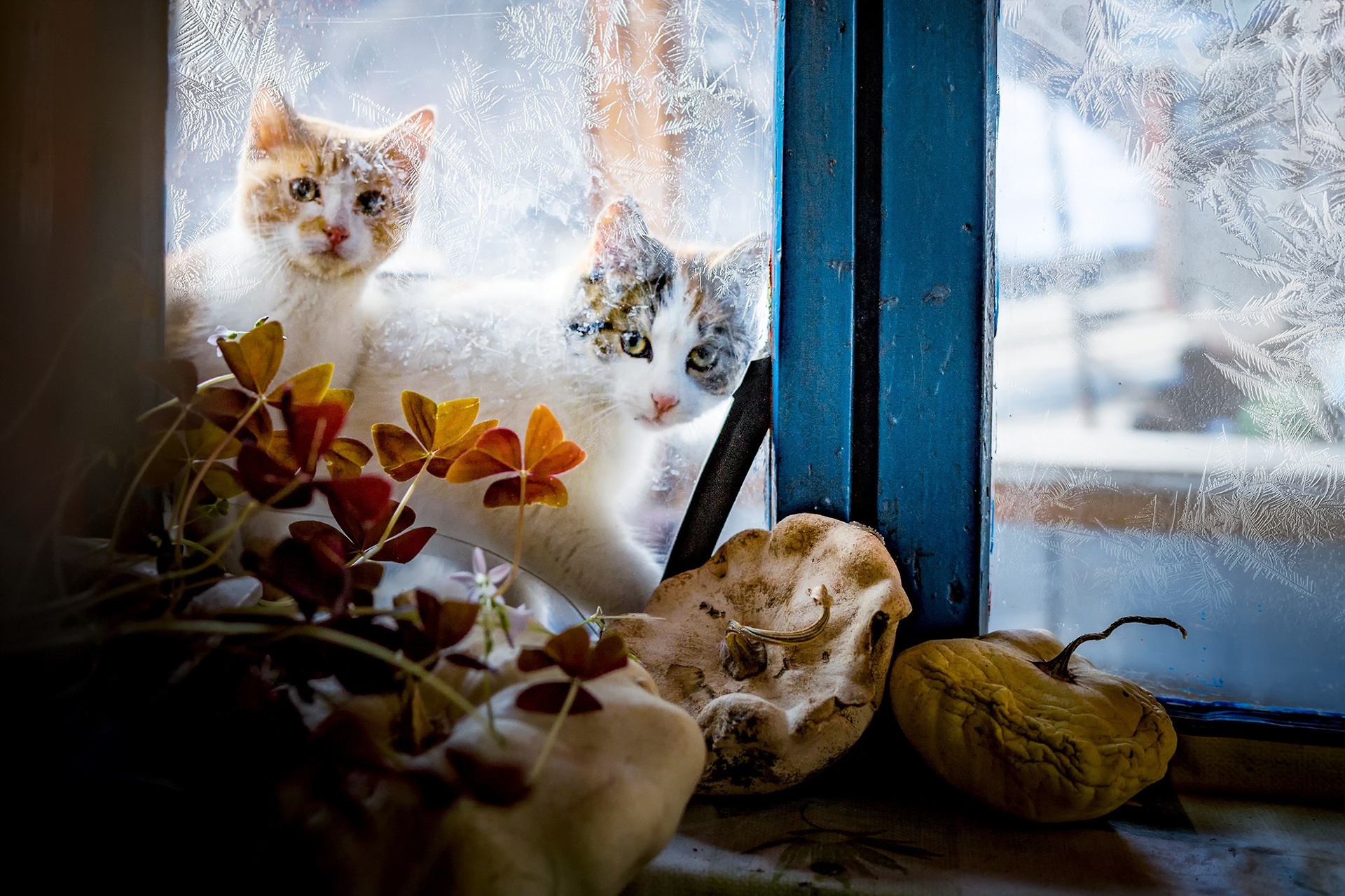 Free download wallpaper Cats, Cat, Window, Animal, Frost on your PC desktop