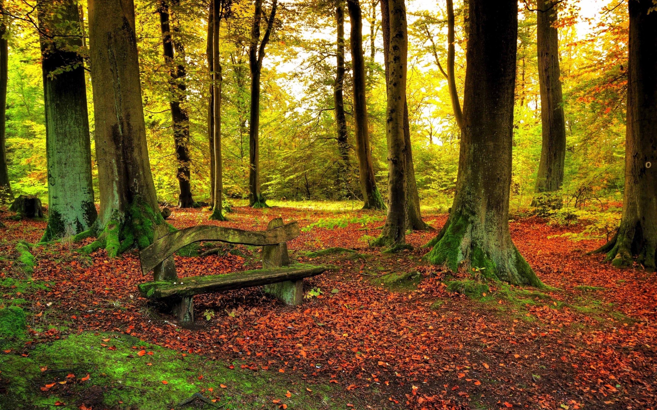 Download mobile wallpaper Land, Trees, Forest, Bench, Leaves, Nature, Earth for free.