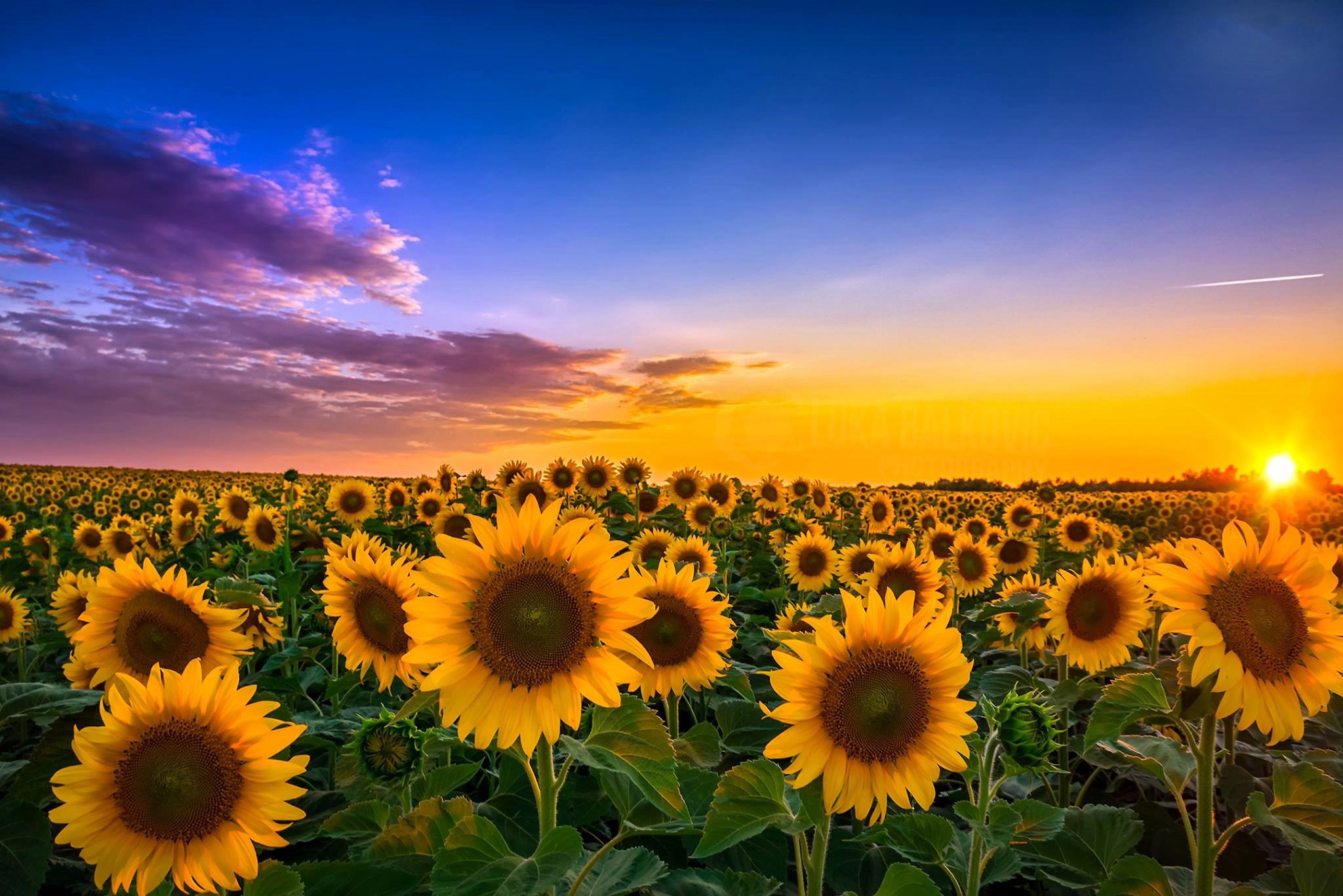 Free download wallpaper Nature, Flowers, Sky, Summer, Sunrise, Earth, Field, Sunflower, Yellow Flower on your PC desktop