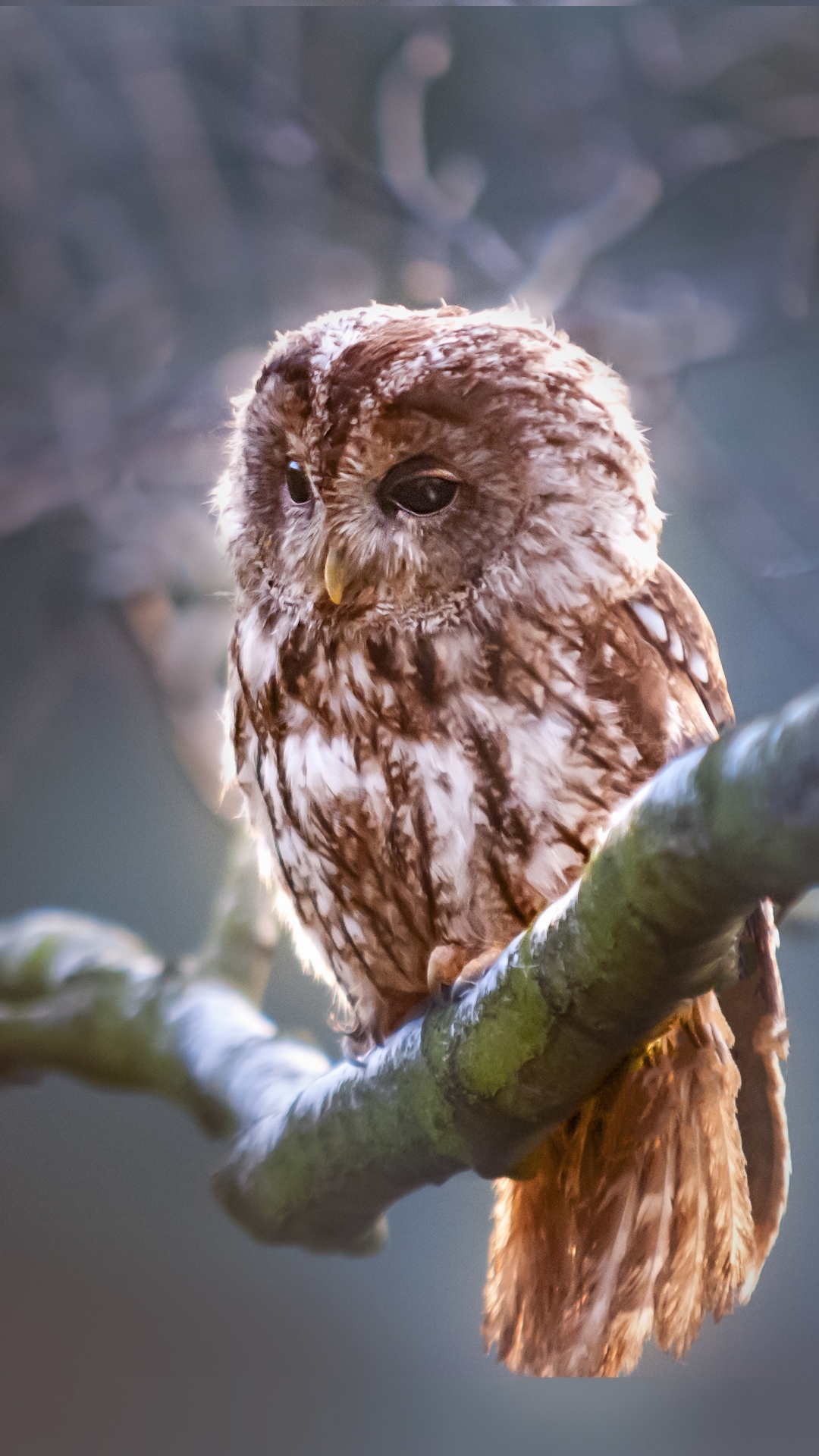Download mobile wallpaper Birds, Owl, Bird, Branch, Animal for free.