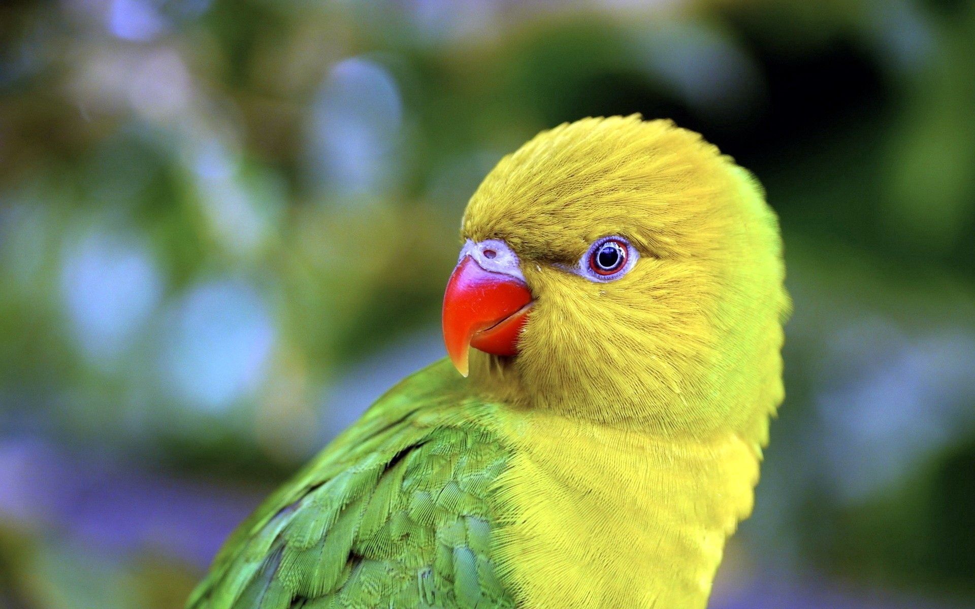 Download mobile wallpaper Animals, Bird, Beak, Color, Parrots for free.