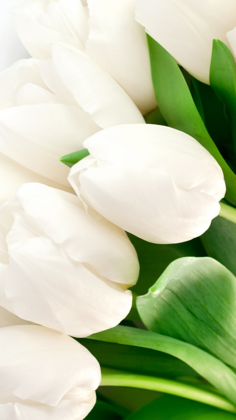 Descarga gratuita de fondo de pantalla para móvil de Flores, Flor, Tulipán, Flor Blanca, Tierra/naturaleza.