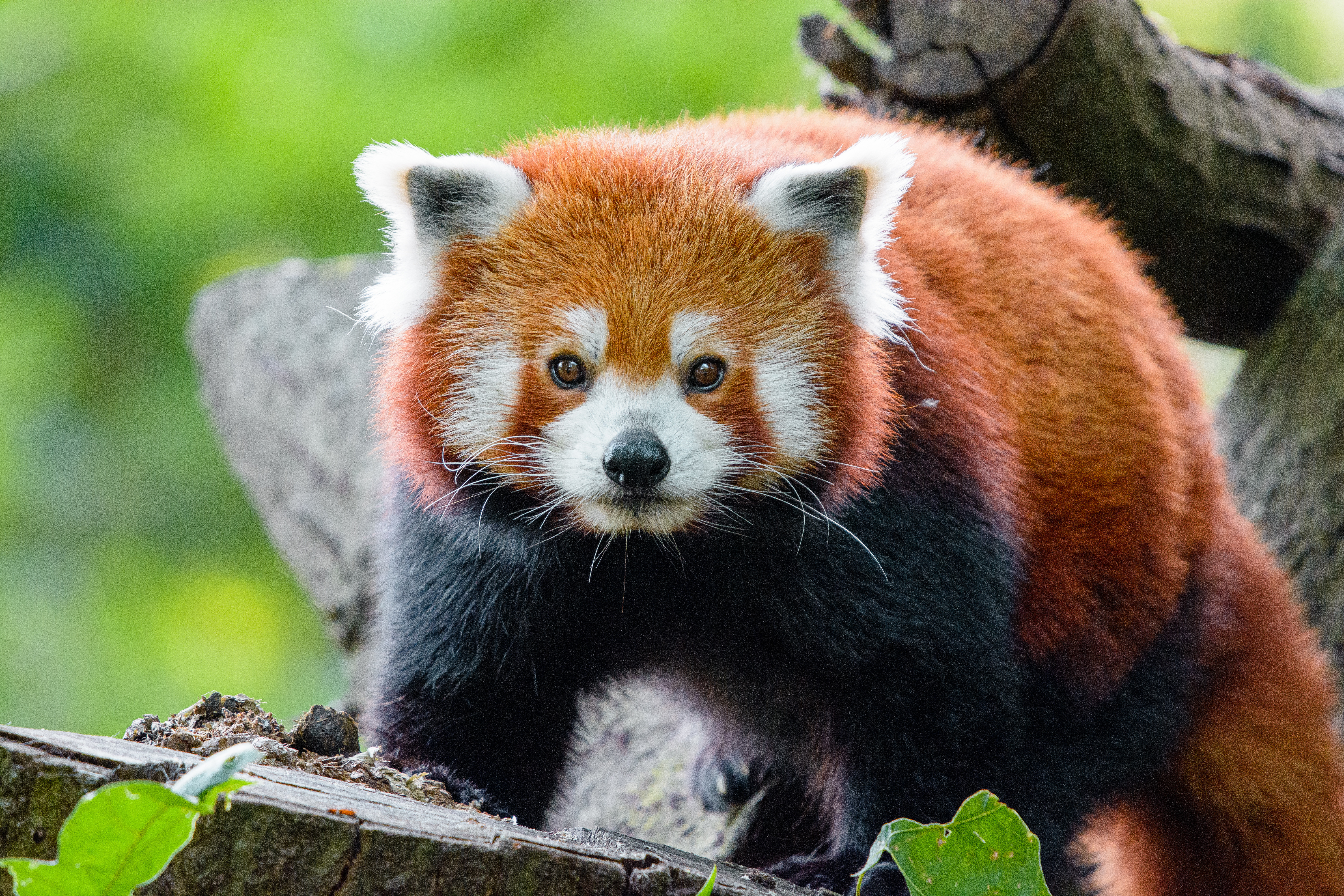 76361 Bildschirmschoner und Hintergrundbilder Roter Panda auf Ihrem Telefon. Laden Sie  Bilder kostenlos herunter