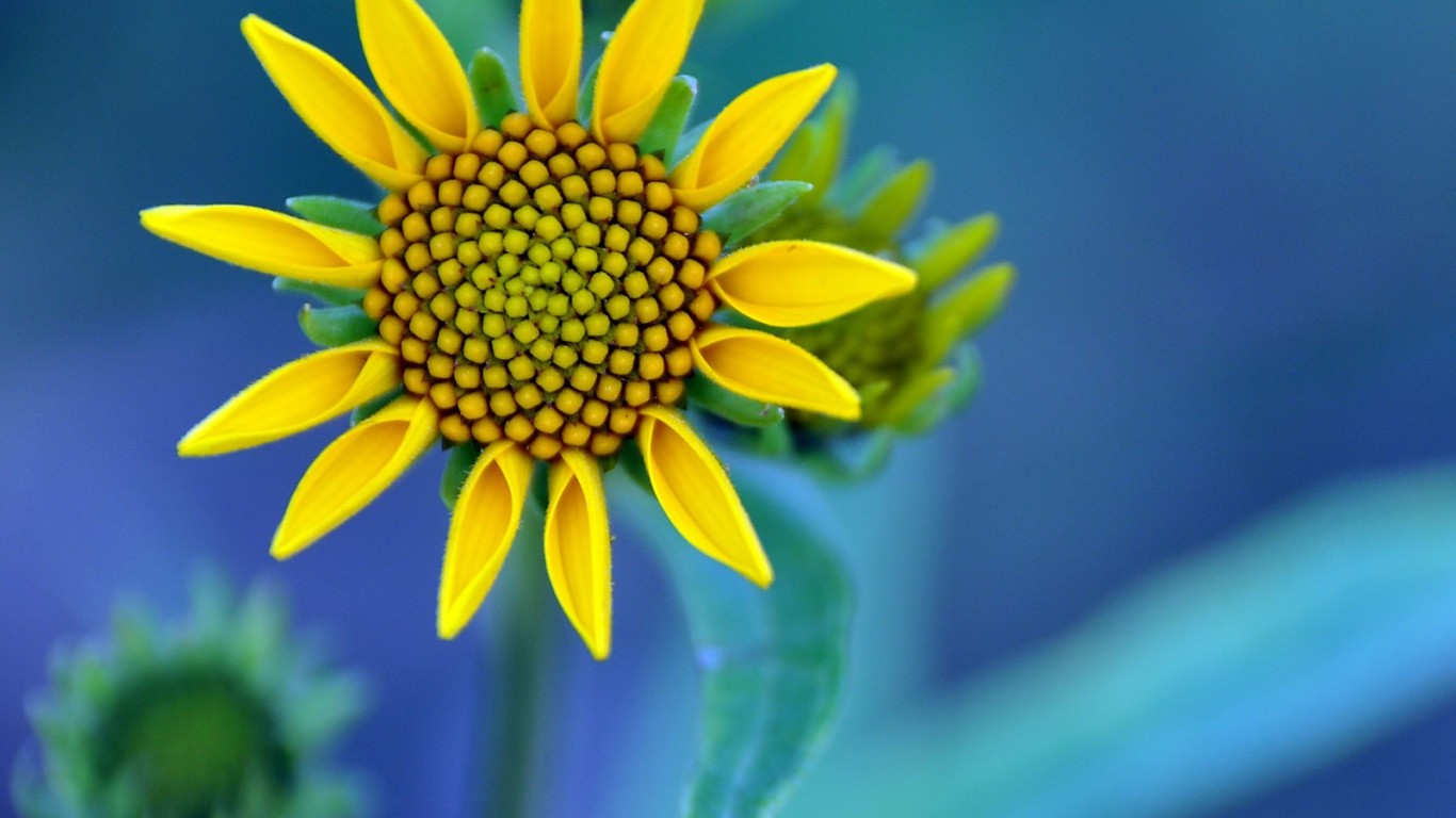 Descarga gratuita de fondo de pantalla para móvil de Flores, Flor, Tierra/naturaleza.