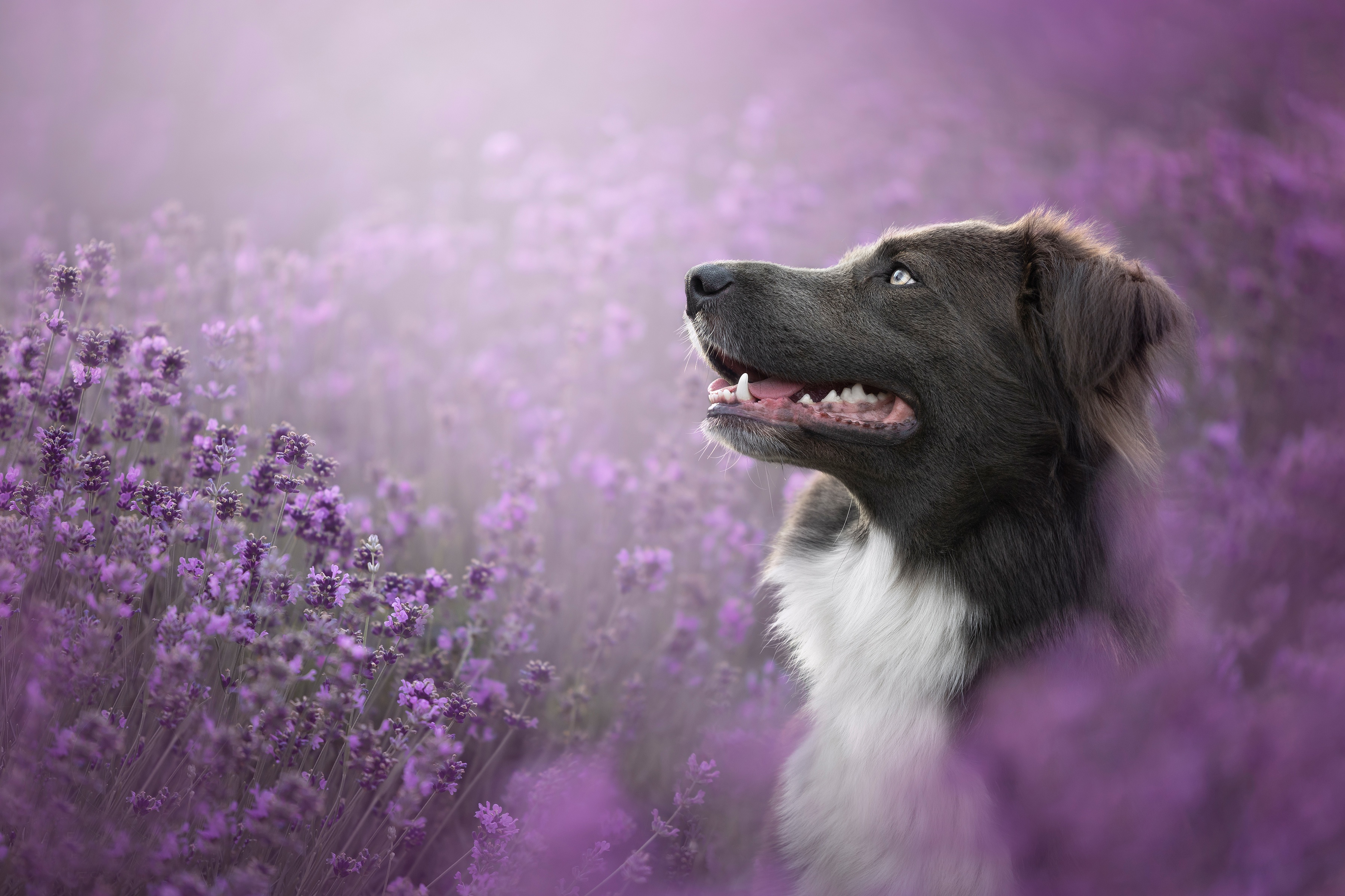 無料モバイル壁紙動物, 犬, ラベンダー, ボーダーコリー, 紫色の花をダウンロードします。