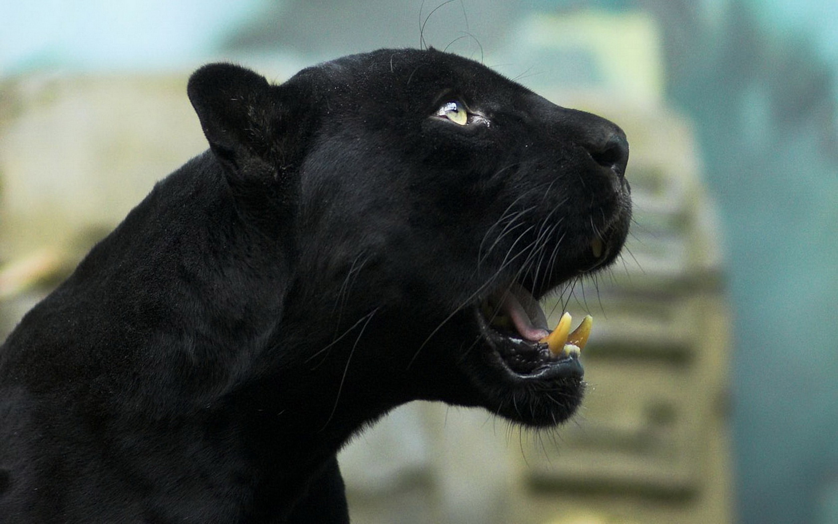 Handy-Wallpaper Schwarzer Panther, Katzen, Tiere kostenlos herunterladen.