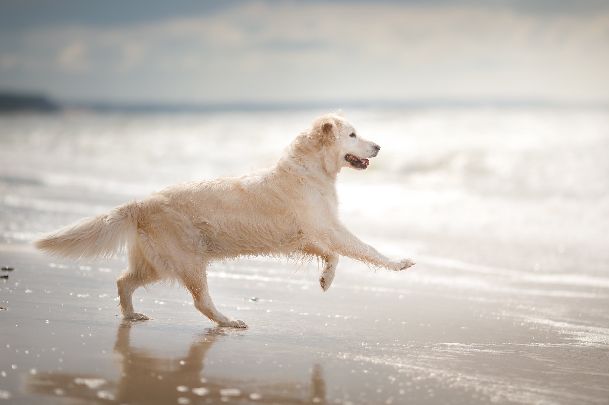 無料モバイル壁紙動物, 犬, ゴールデンレトリバー, 被写界深度をダウンロードします。