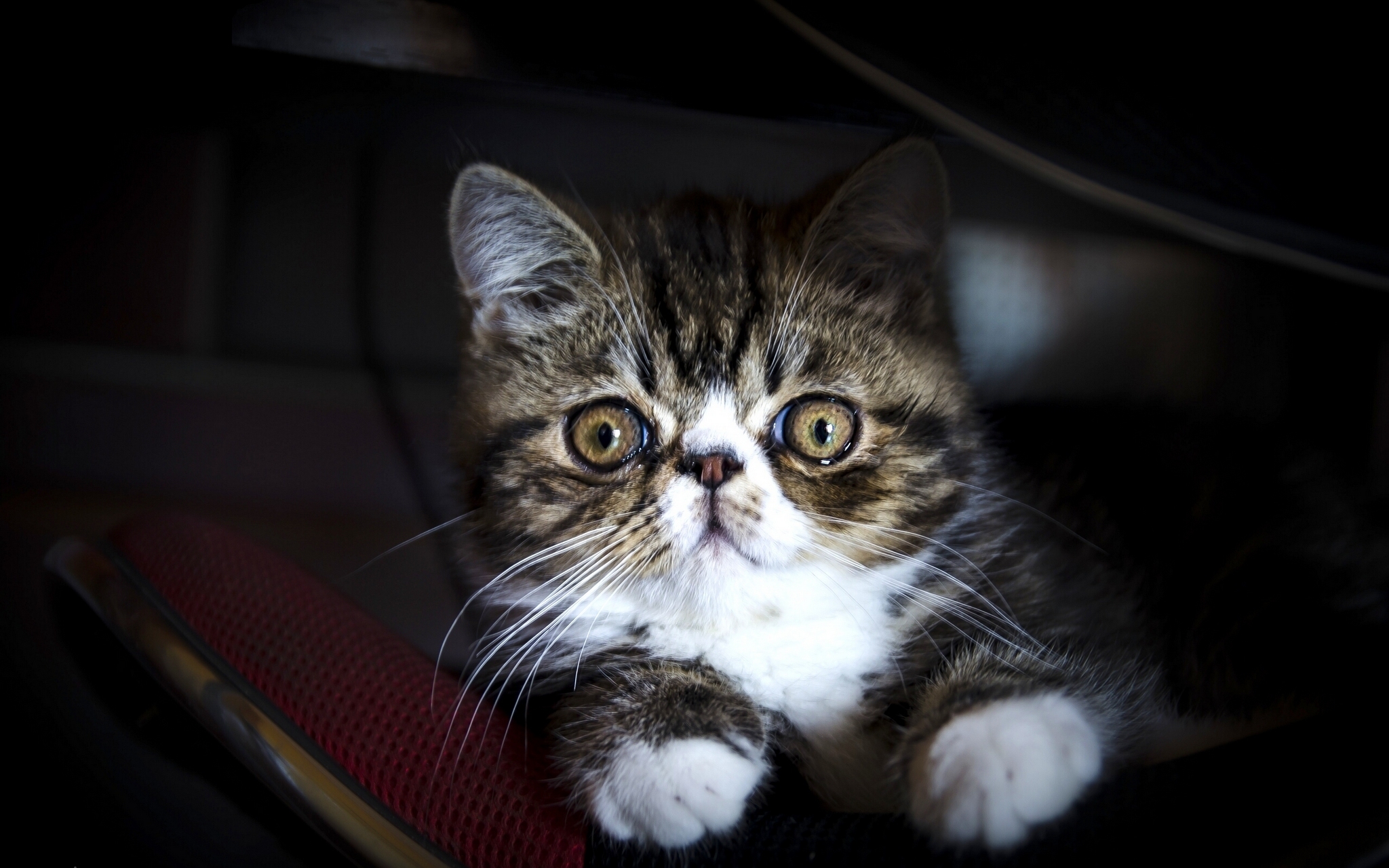 Baixe gratuitamente a imagem Animais, Gatos, Gato na área de trabalho do seu PC