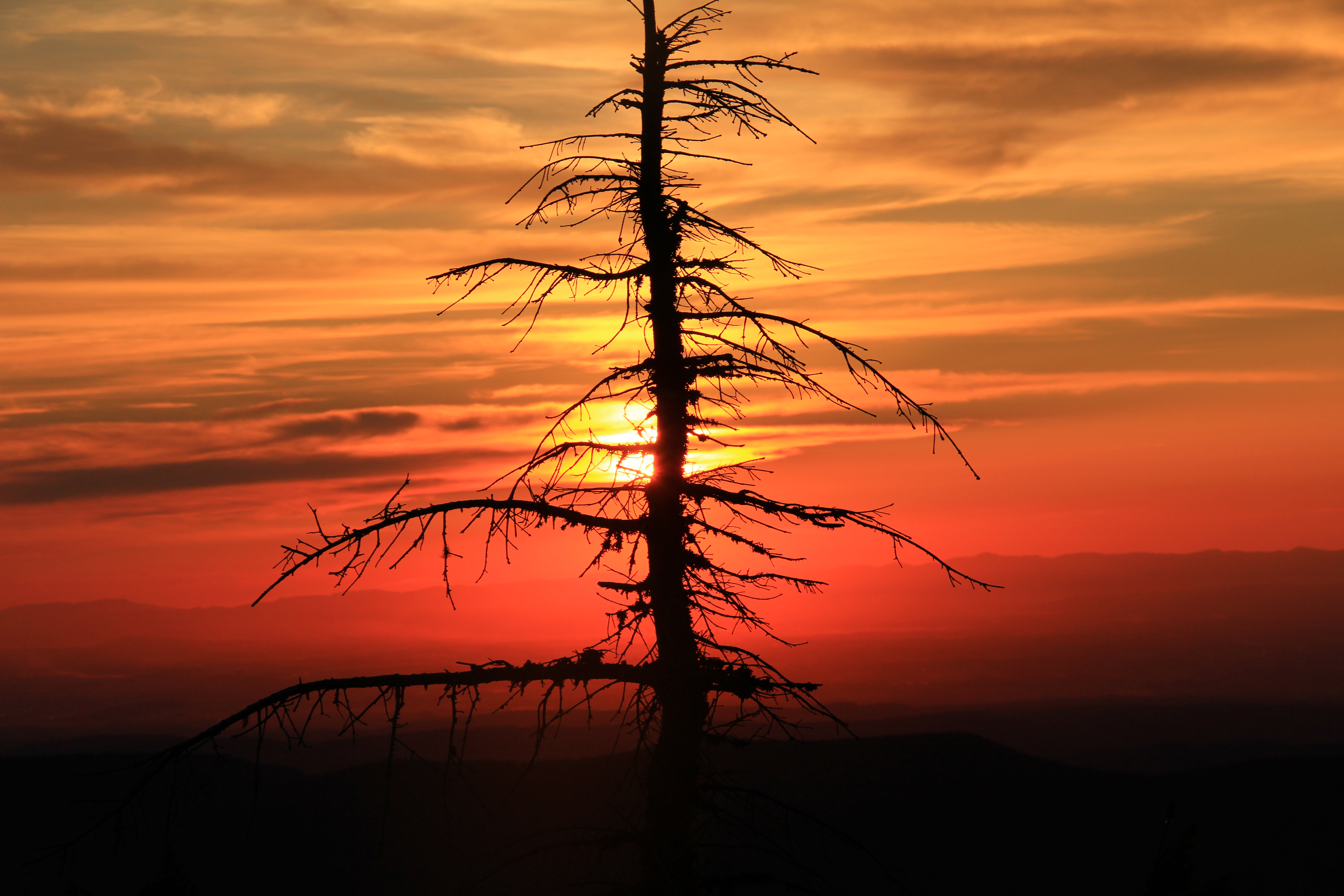 Download mobile wallpaper Spruce, Fir, Wood, Nature, Tree, Sun, Sunset for free.