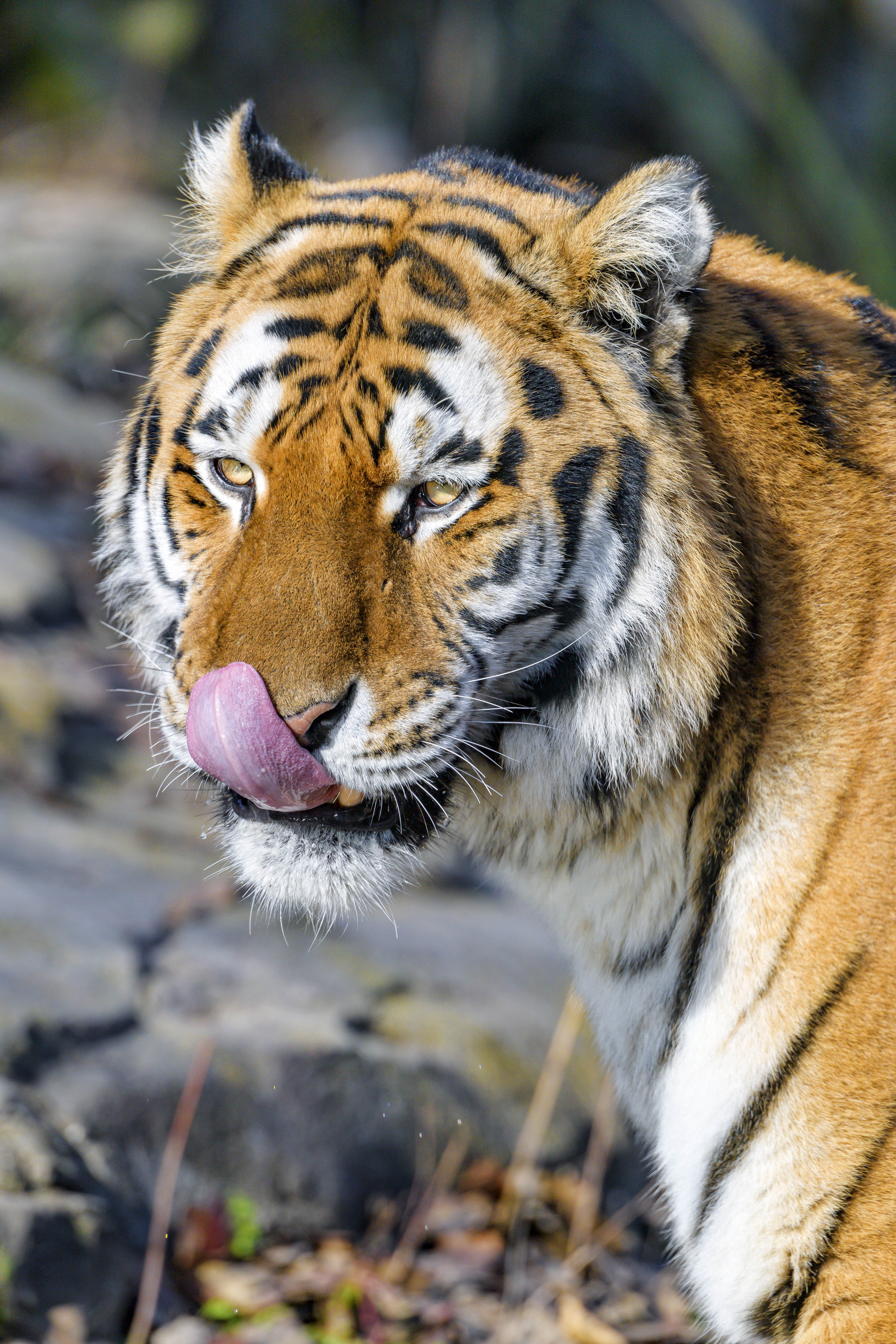 126093 скачать обои высунутый язык, животные, тигр, коричневый, хищник, животное - заставки и картинки бесплатно