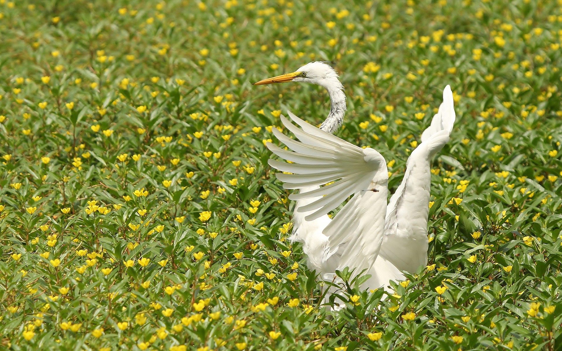 Free download wallpaper Grass, Sweep, Animals, Bird, Wings, Wave on your PC desktop