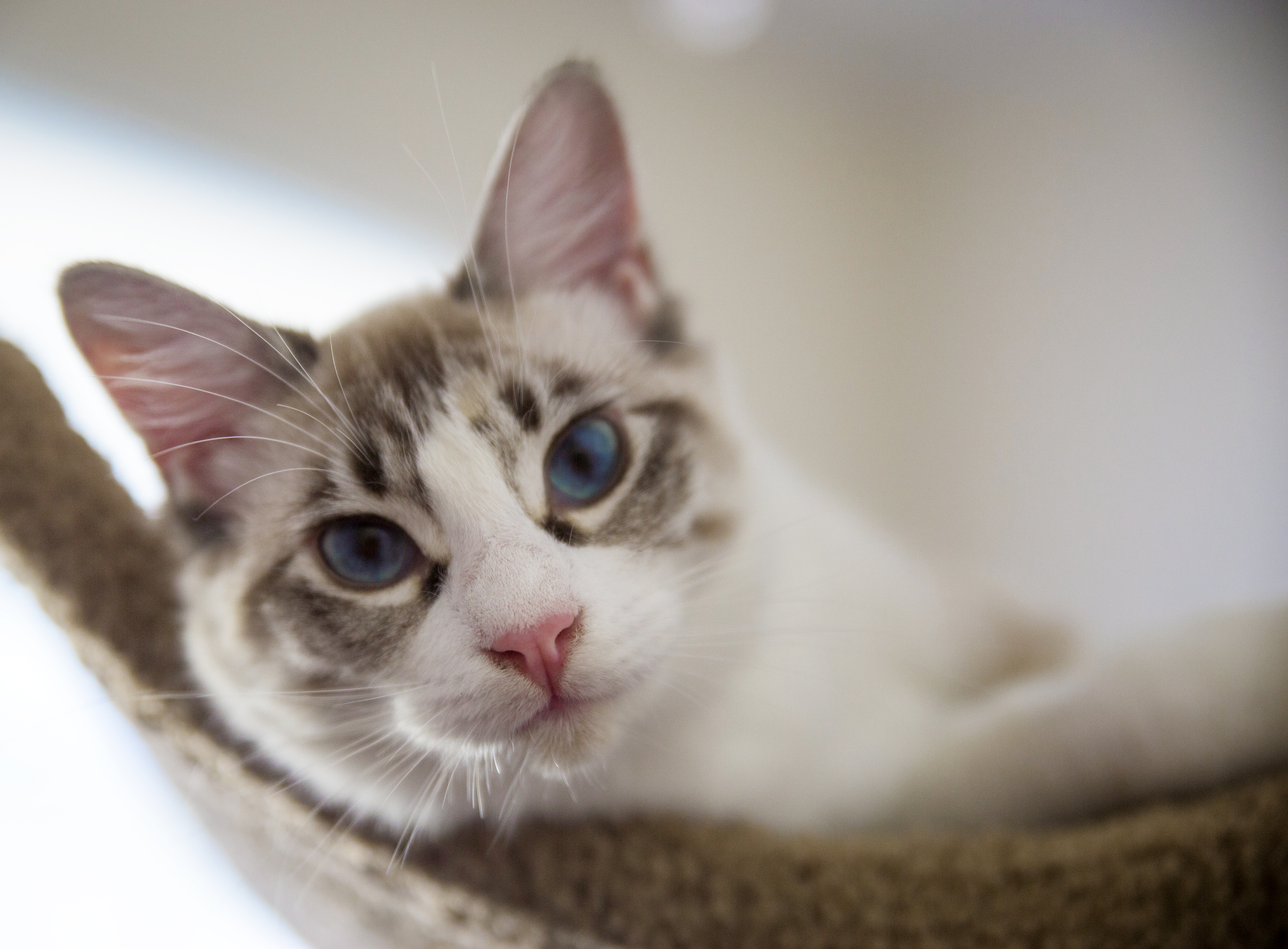 Baixe gratuitamente a imagem Animais, Gatos, Gato na área de trabalho do seu PC