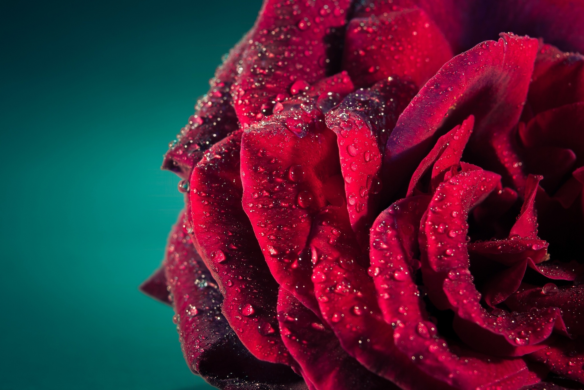 rose flower, drops, macro, rose, petals 1080p