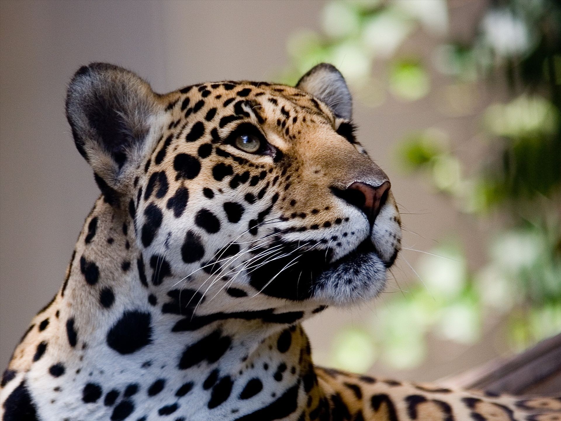 163446 Bild herunterladen tiere, jaguar, katzen - Hintergrundbilder und Bildschirmschoner kostenlos