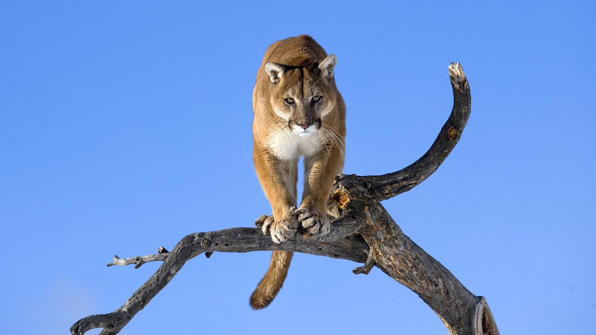 Free download wallpaper Branch, Animal, Cougar on your PC desktop
