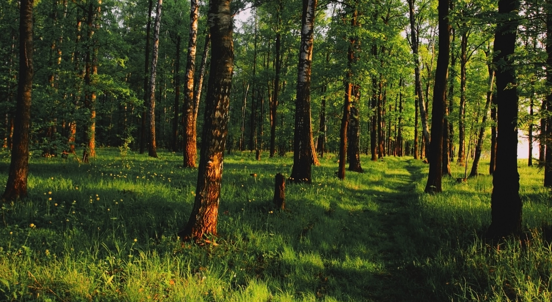 Скачать картинку Трава, Лес, Зеленый, Дорожка, Земля/природа в телефон бесплатно.