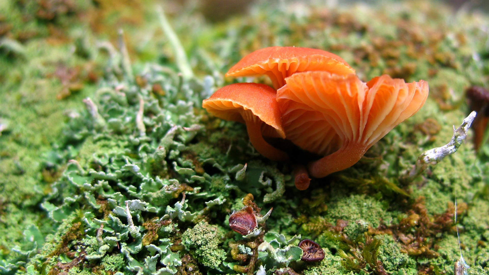 Laden Sie das Pilz, Erde/natur-Bild kostenlos auf Ihren PC-Desktop herunter
