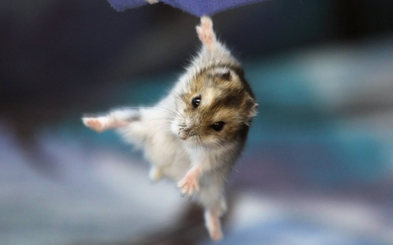 Descarga gratuita de fondo de pantalla para móvil de Hamsters, Animales.