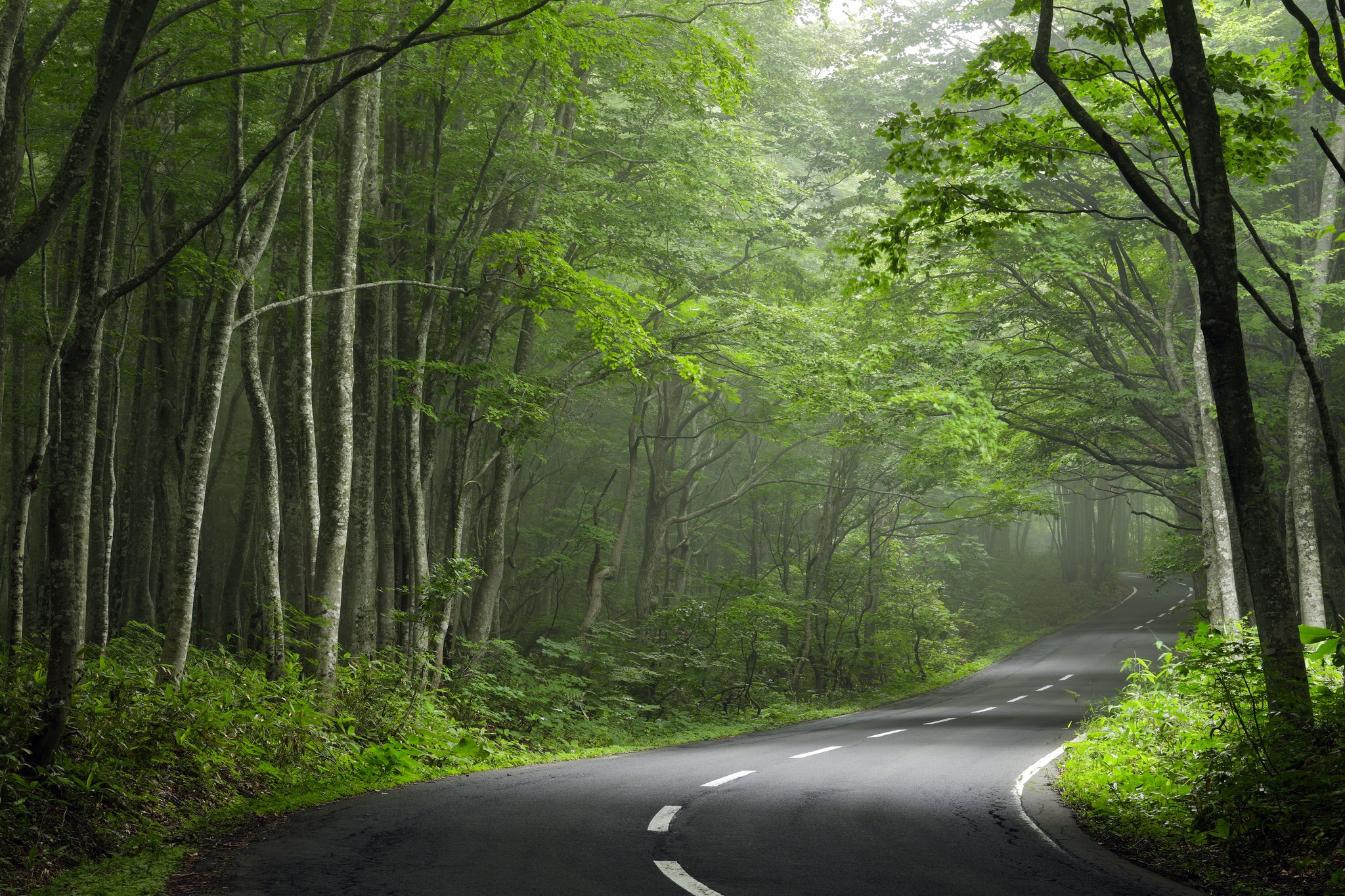 Free download wallpaper Nature, Road, Forest, Tree, Man Made on your PC desktop