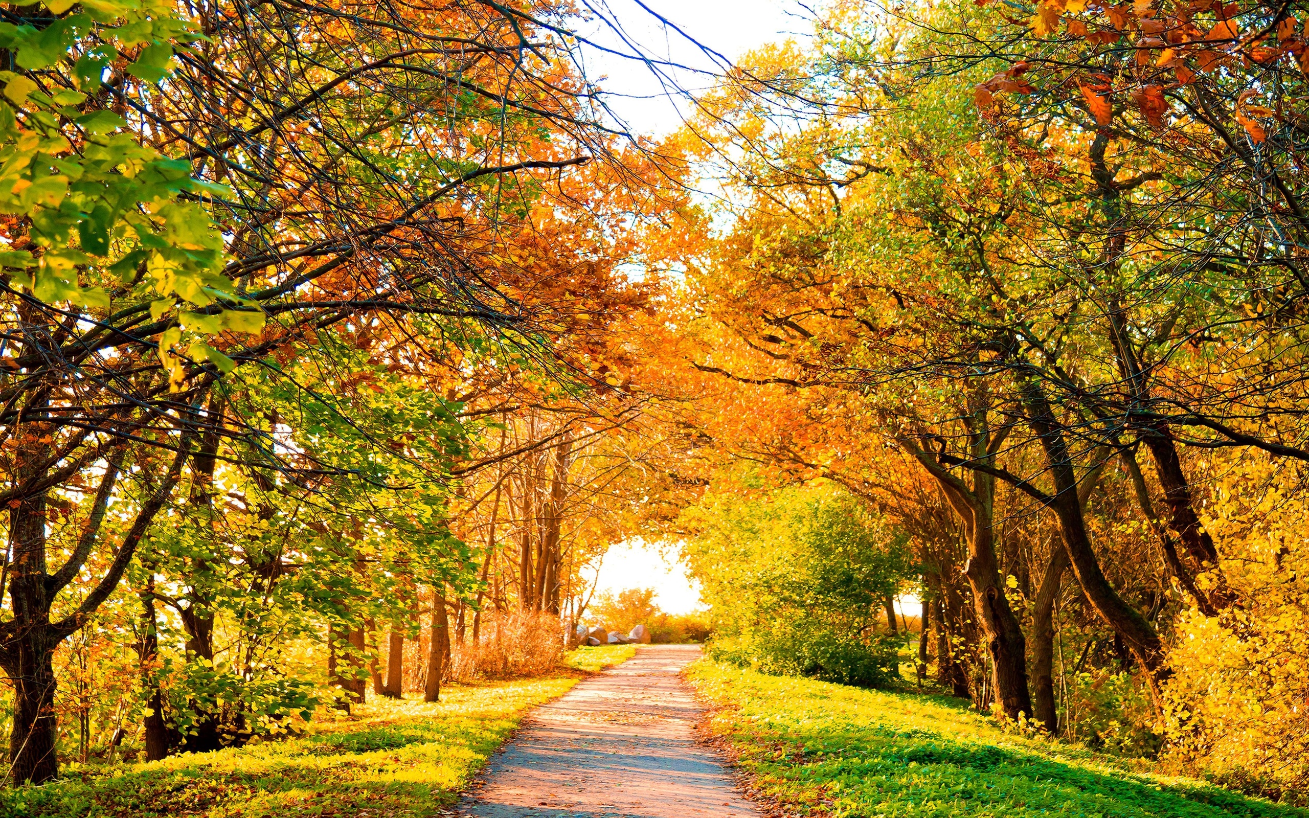 Laden Sie das Herbst, Baum, Pfad, Menschengemacht-Bild kostenlos auf Ihren PC-Desktop herunter