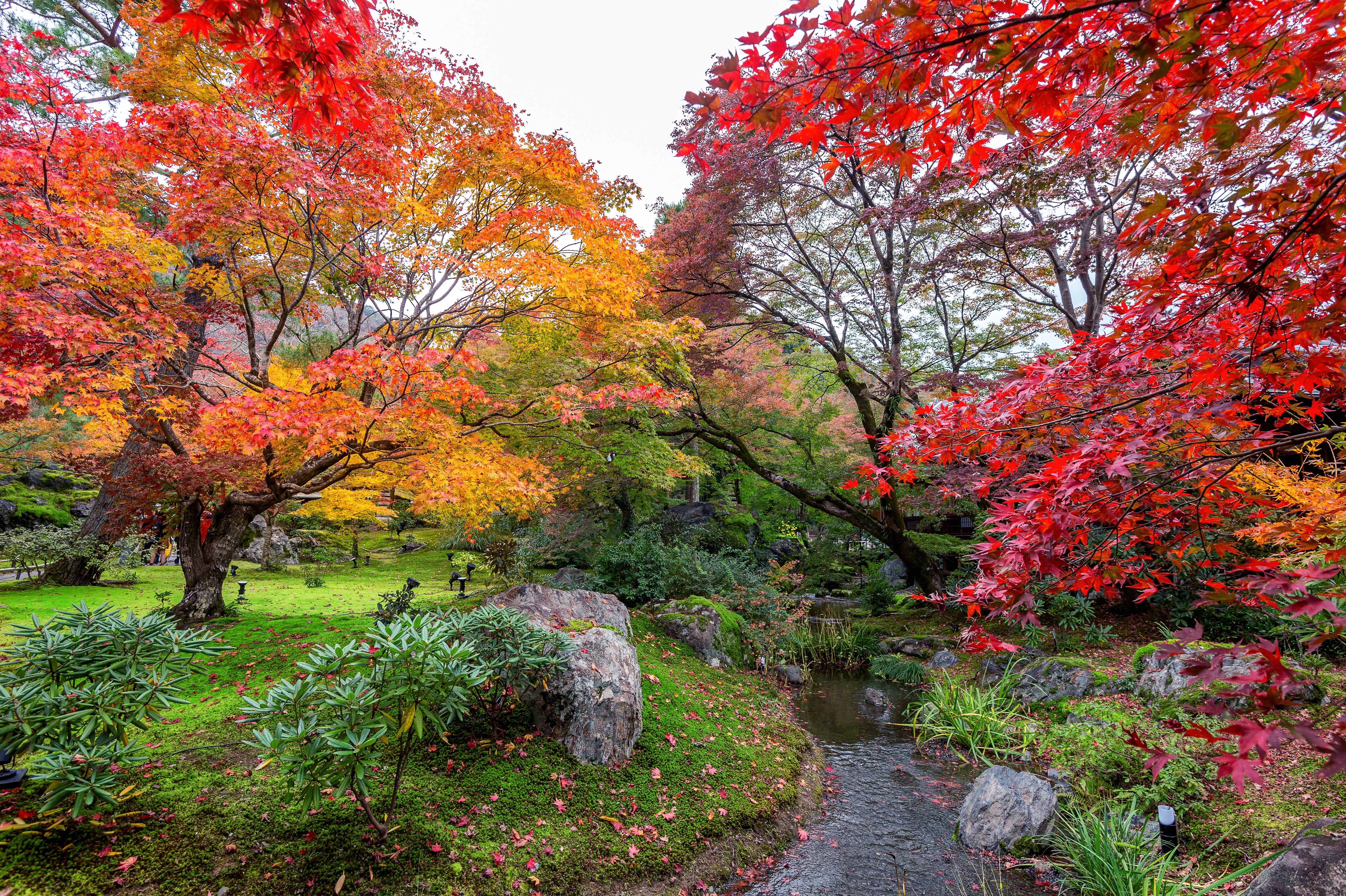 Laden Sie das Natur, Herbst, Park, Baum, Fotografie-Bild kostenlos auf Ihren PC-Desktop herunter