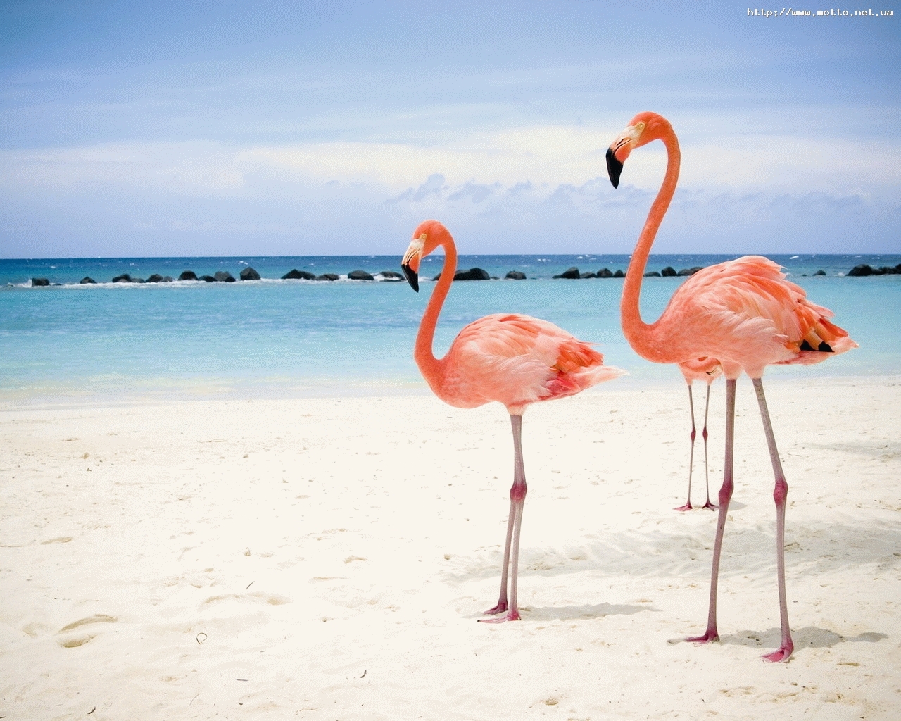 Baixar papel de parede para celular de Animais, Céu, Mar, Aves, Praia, Flamingo gratuito.