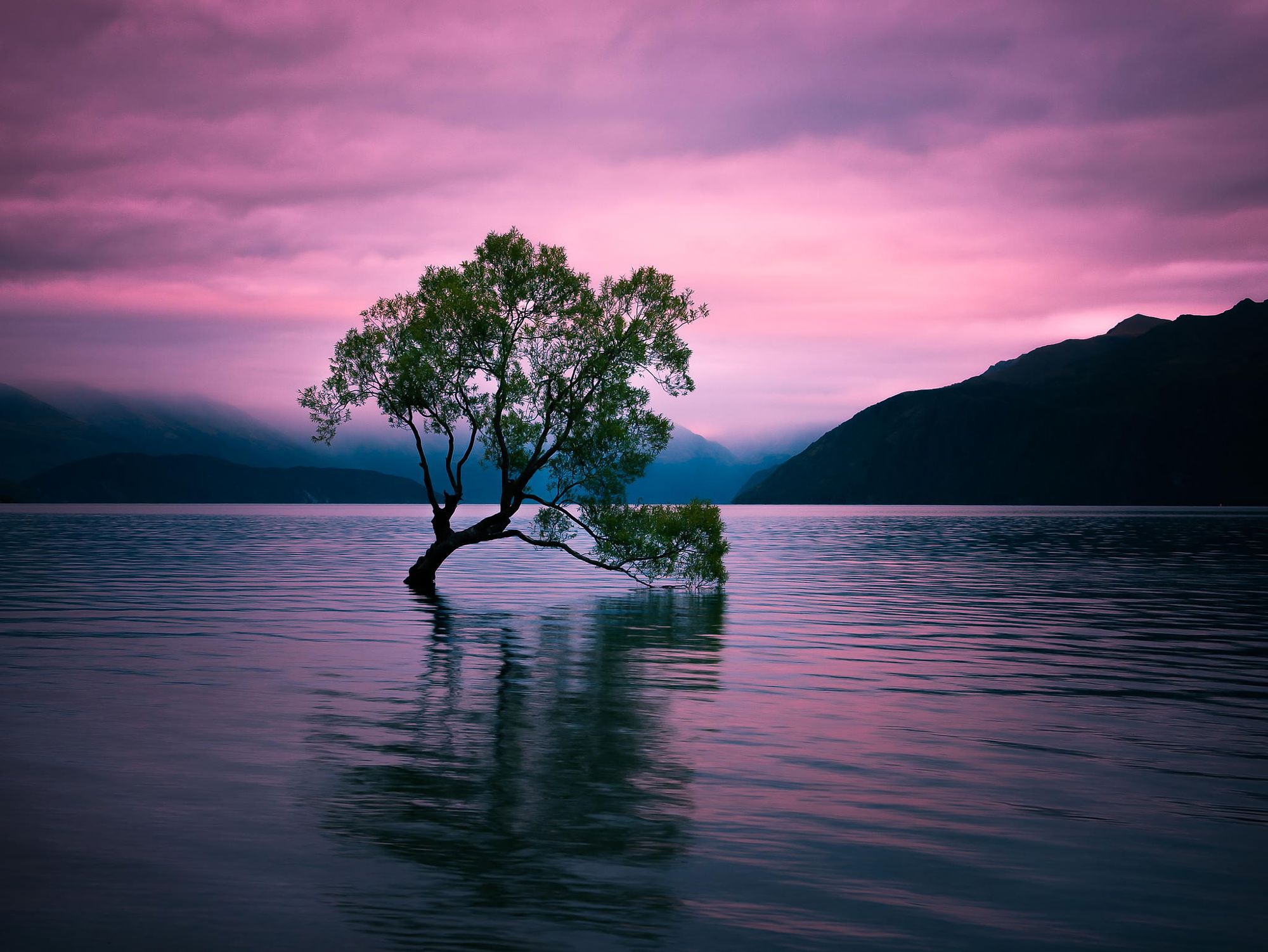 Download mobile wallpaper Trees, Sunset, Pink, Lake, Silhouette, Tree, Earth, Lonely Tree for free.