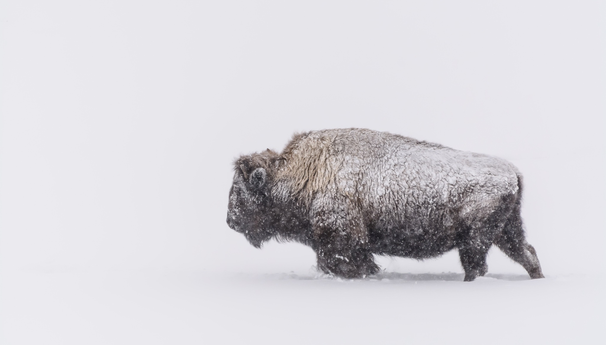 Скачать обои бесплатно Животные, Снег, Снегопад, Американский Бизон картинка на рабочий стол ПК