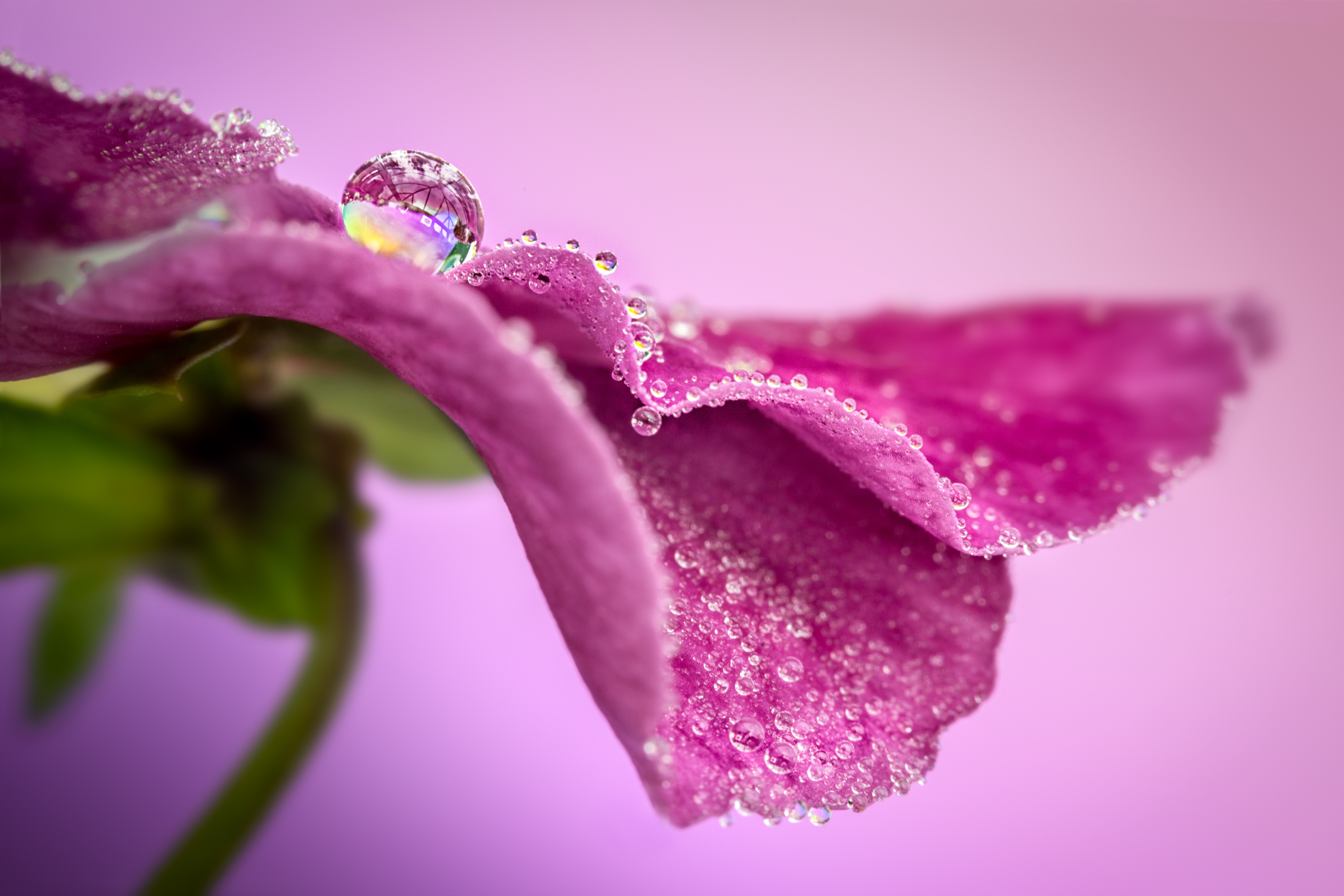 Descarga gratuita de fondo de pantalla para móvil de Flor, Flor Rosa, Tierra/naturaleza, Gota De Agua, Macrofotografía, Reflejo.