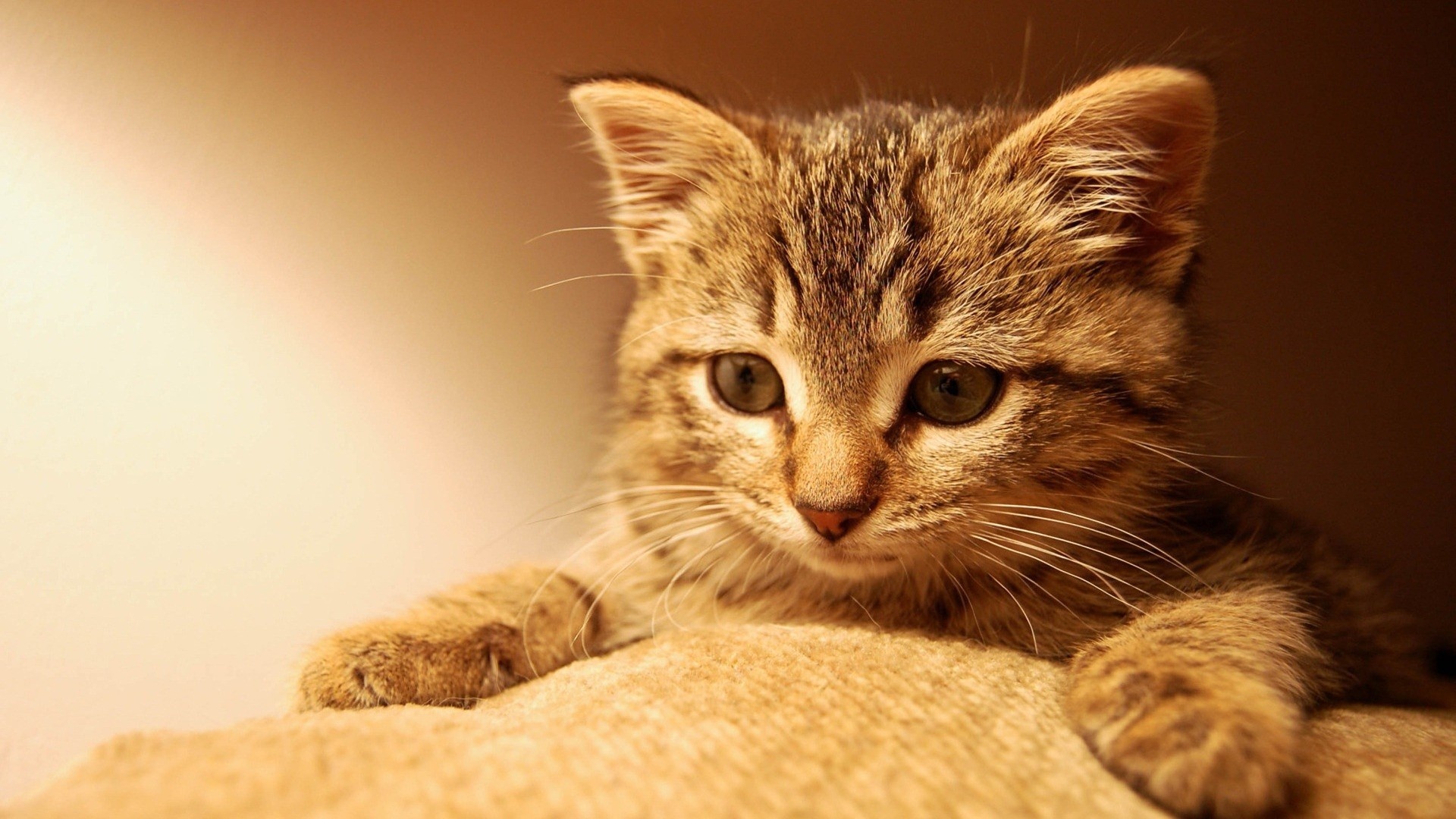 Baixe gratuitamente a imagem Animais, Gatos, Gato na área de trabalho do seu PC