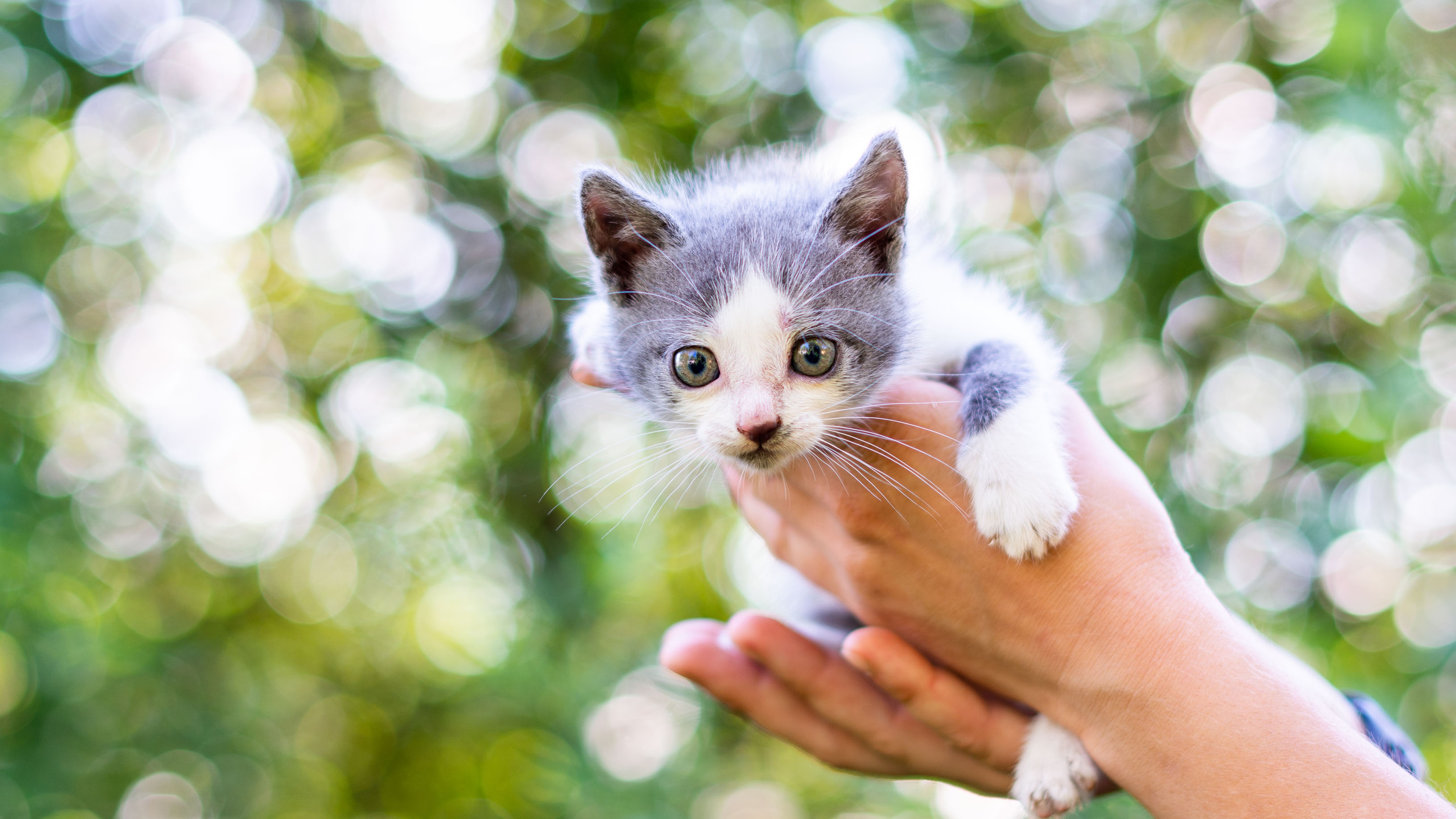 Descarga gratuita de fondo de pantalla para móvil de Animales, Gatos, Gato.