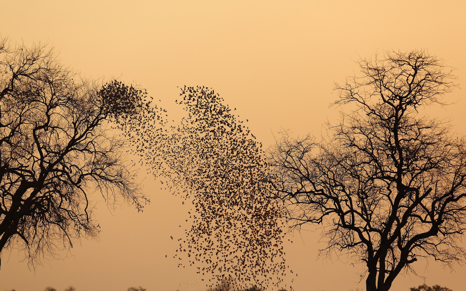 Téléchargez des papiers peints mobile Oiseau, Des Oiseaux, Animaux gratuitement.