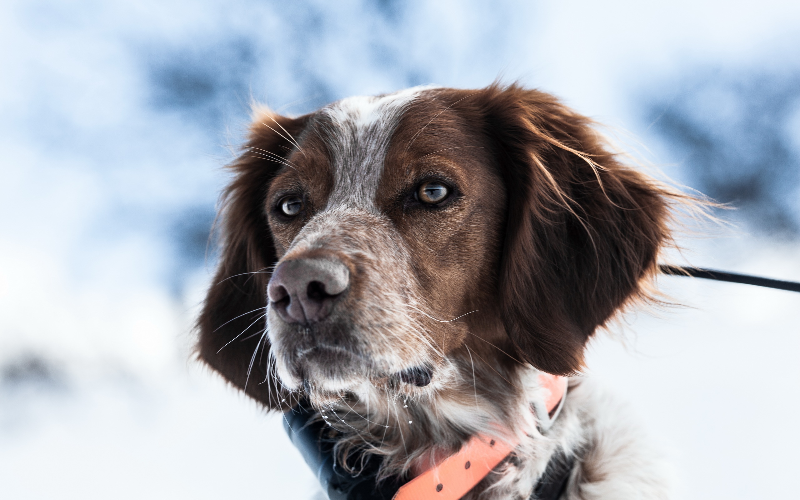 Baixar papel de parede para celular de Animais, Cães, Cão gratuito.