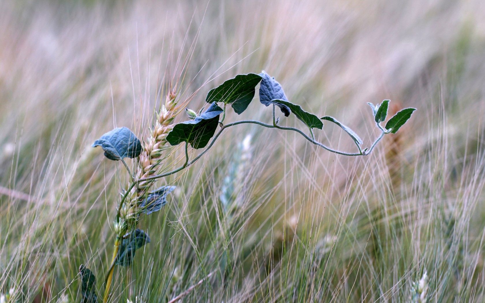 bindweed, macro, field, ears, spikes