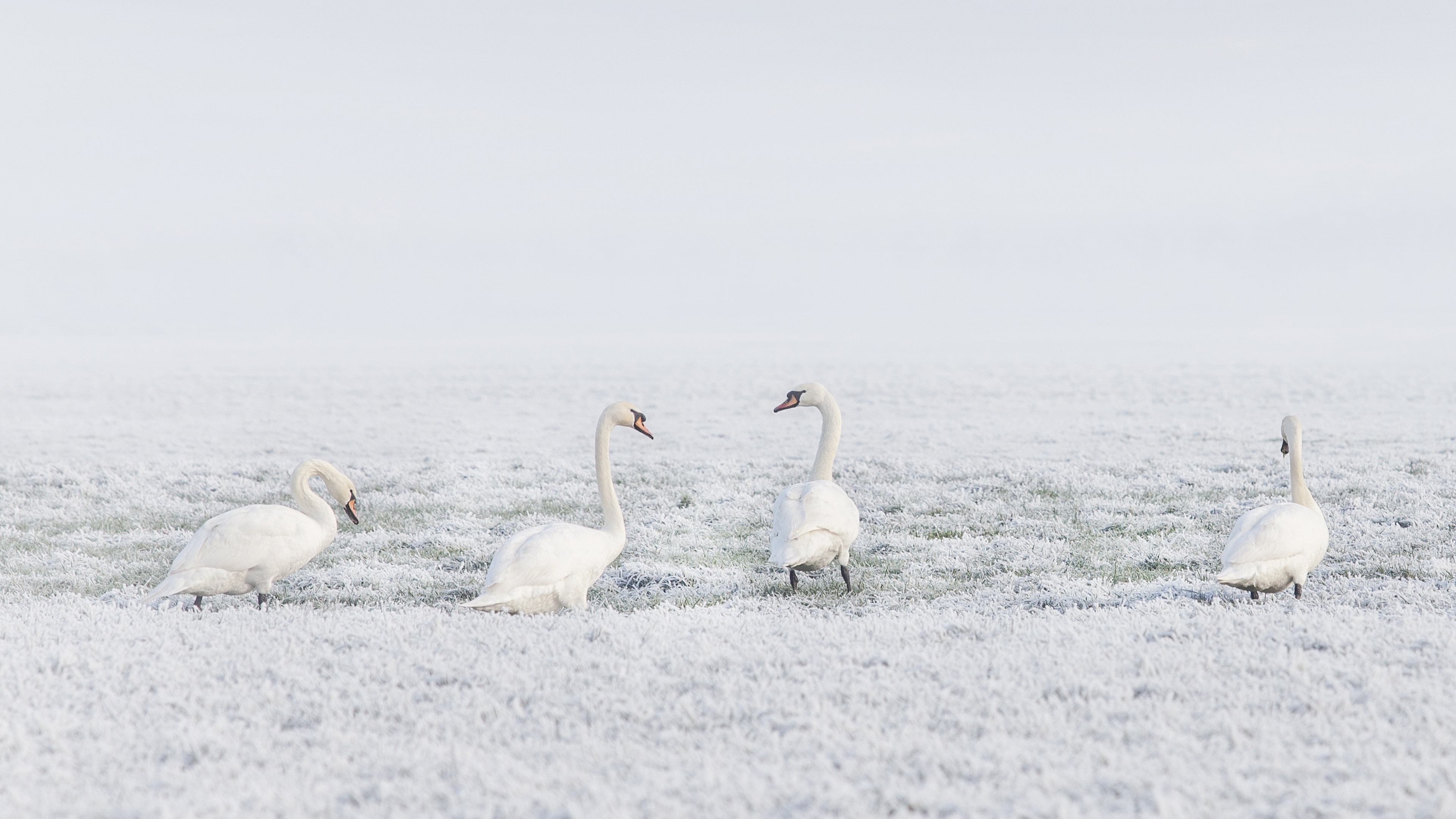 Free download wallpaper Winter, Birds, Bird, Animal, Swan, Mute Swan on your PC desktop