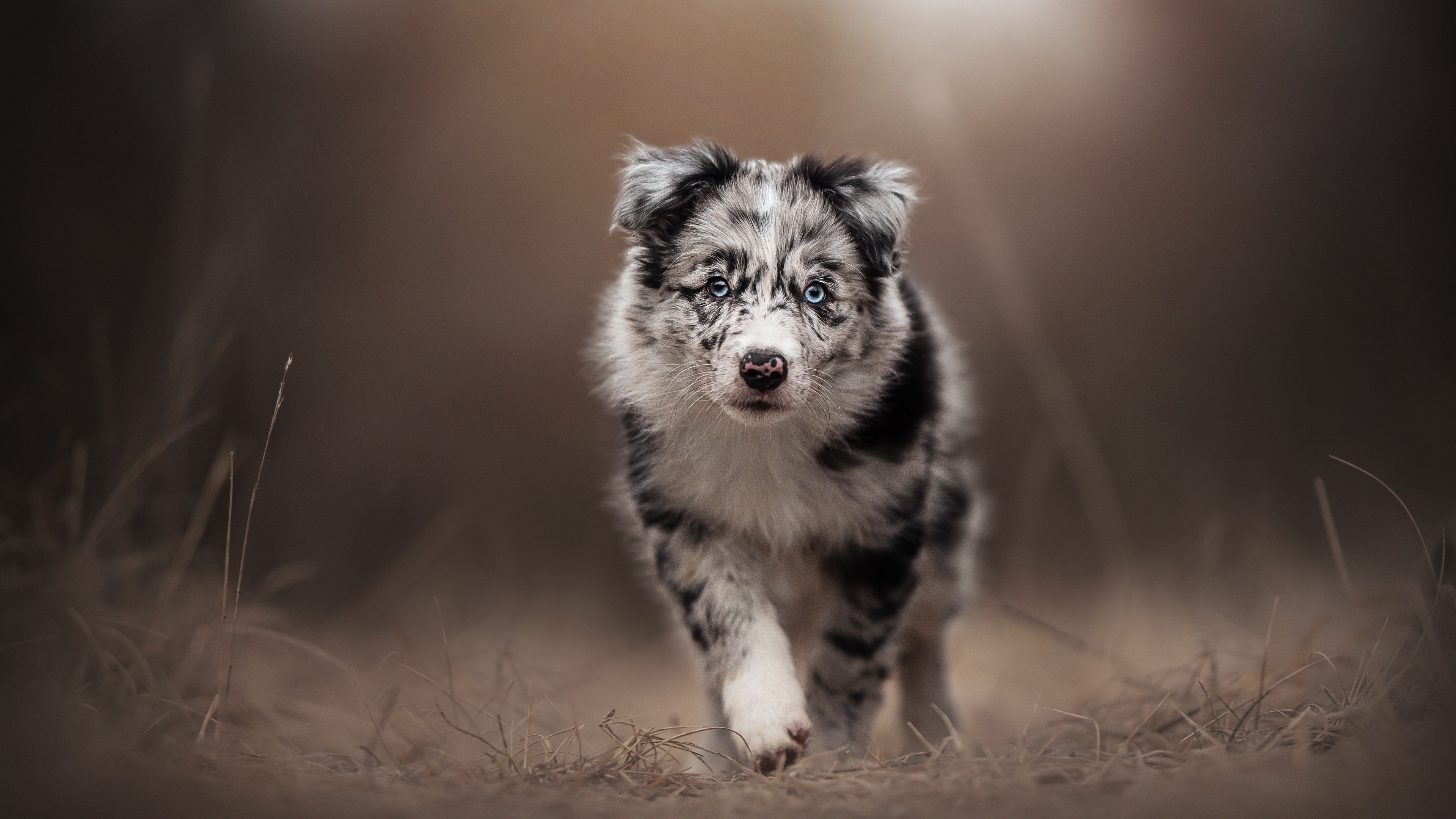 Baixar papel de parede para celular de Animais, Cães, Border Collie, Animal Bebê, Filhote gratuito.