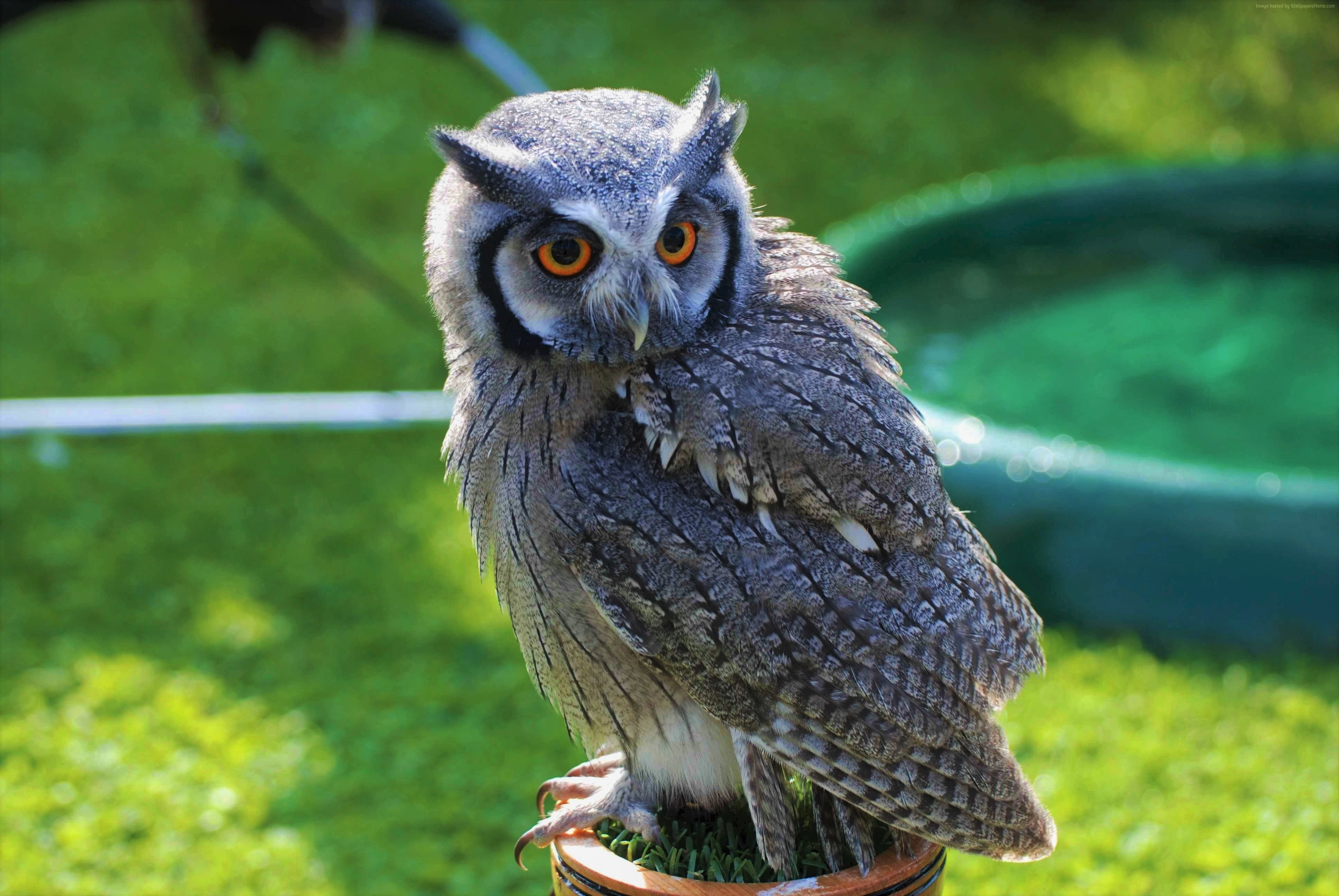 Téléchargez des papiers peints mobile Animaux, Oiseau, Hibou, Des Oiseaux gratuitement.