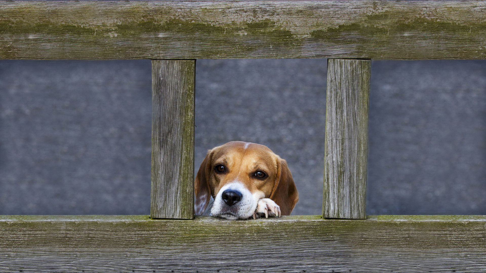 Laden Sie das Tiere, Hunde, Hund, Beagle-Bild kostenlos auf Ihren PC-Desktop herunter