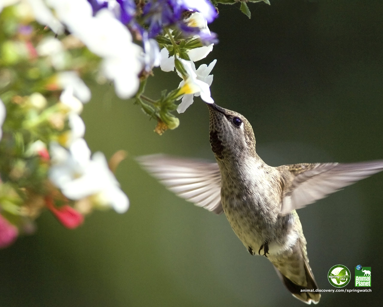 Free download wallpaper Bird, Animal, Hummingbird on your PC desktop