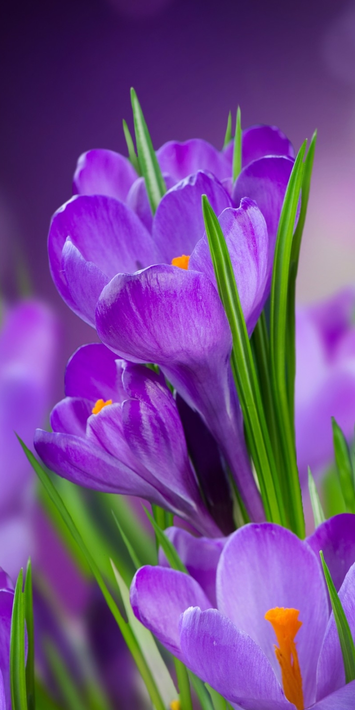 Download mobile wallpaper Flowers, Flower, Earth, Crocus for free.