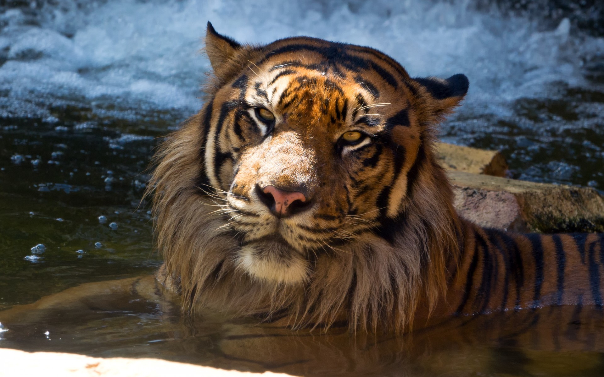 Téléchargez des papiers peints mobile Animaux, Chats, Tigre gratuitement.