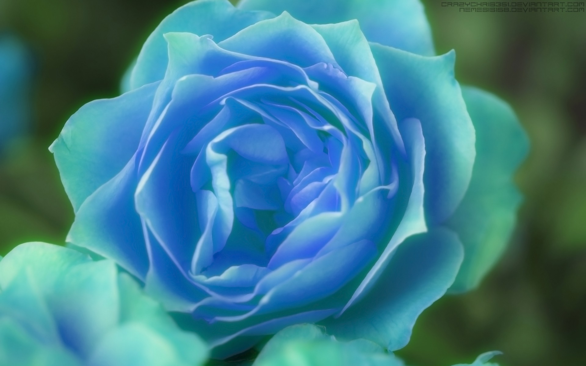 793645 télécharger l'image artistique, rose, fleur bleue, rose bleue - fonds d'écran et économiseurs d'écran gratuits
